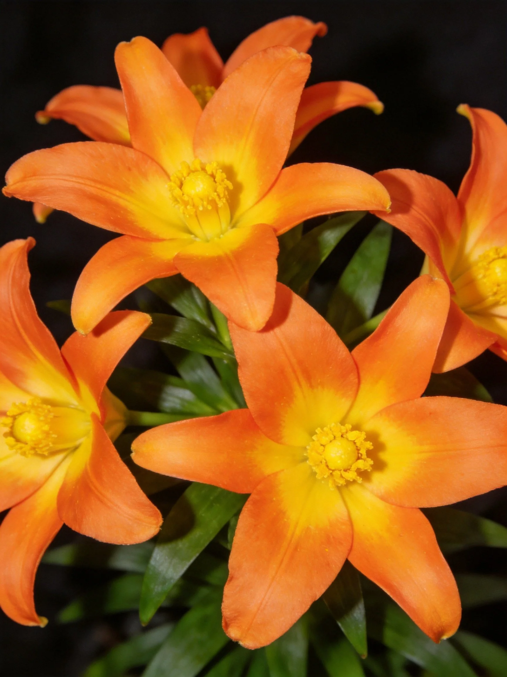 Cluster of vibrant orange-yellow flowers with green foliage