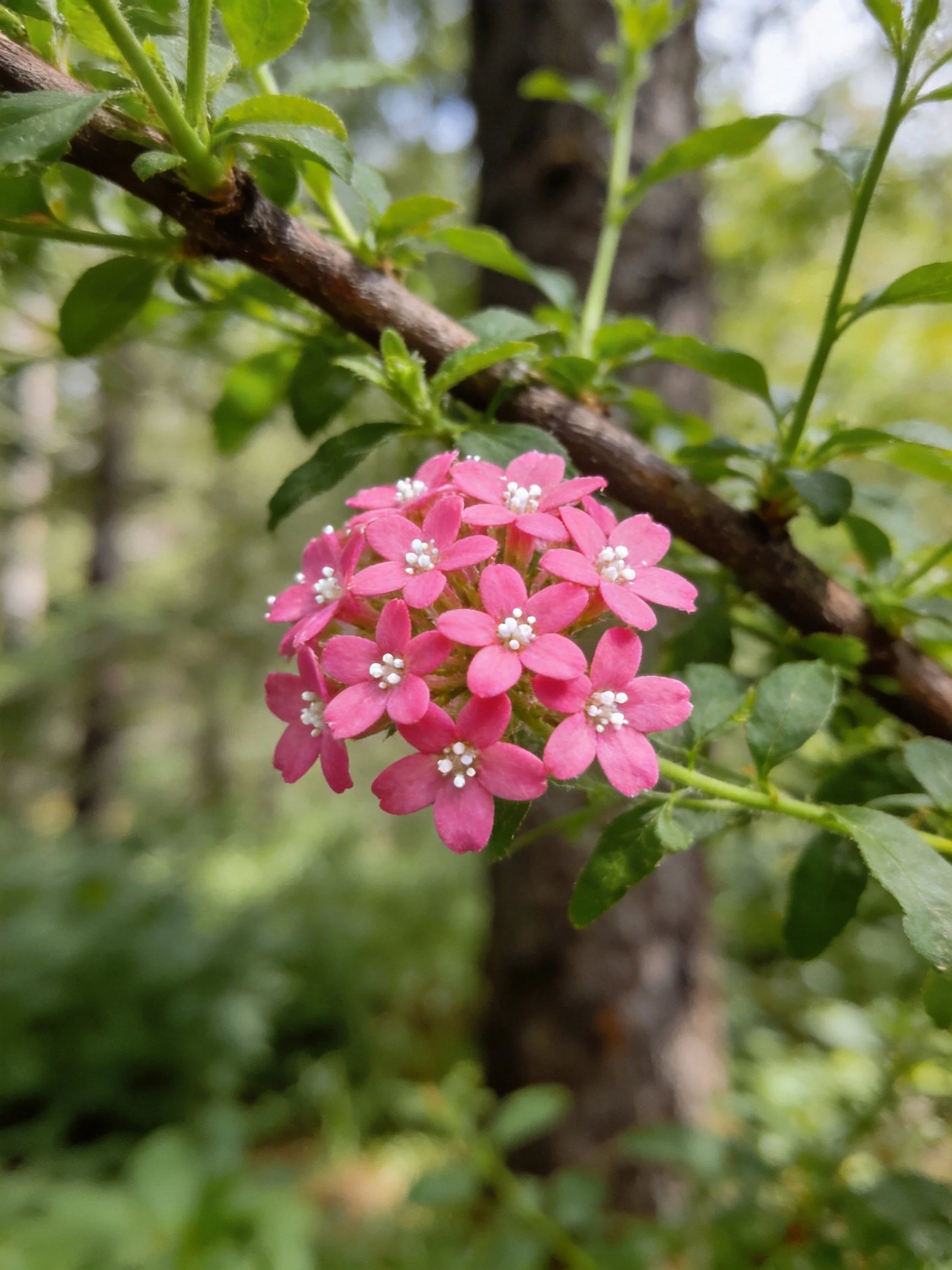Cluster of vibrant pink flowers on a tree branch