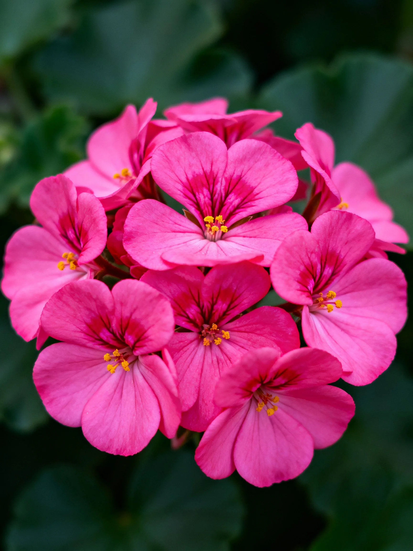 Cluster of vibrant pink geranium flowers with yellow centers