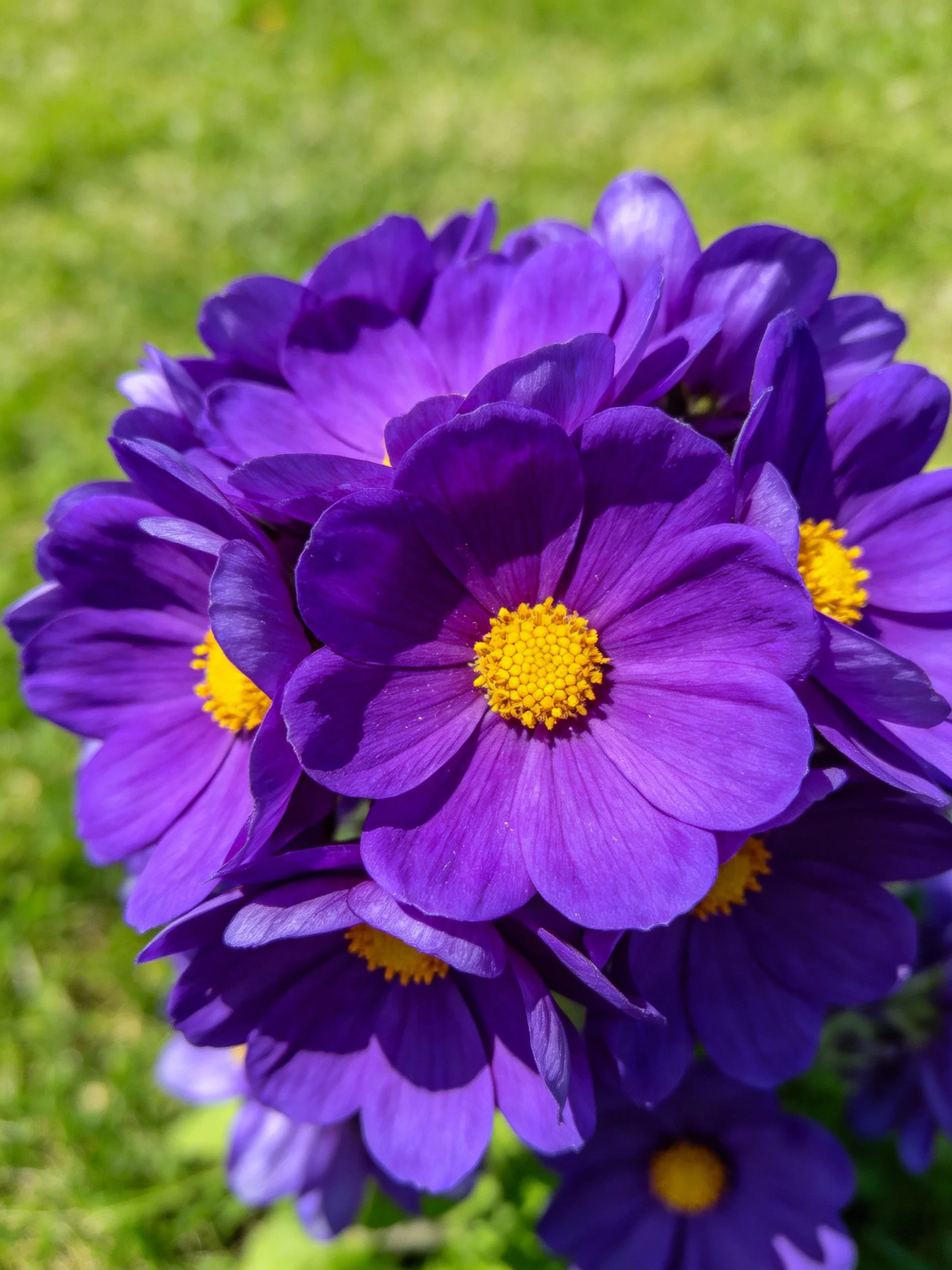 Cluster of vibrant purple flowers with bright yellow centers on green grass