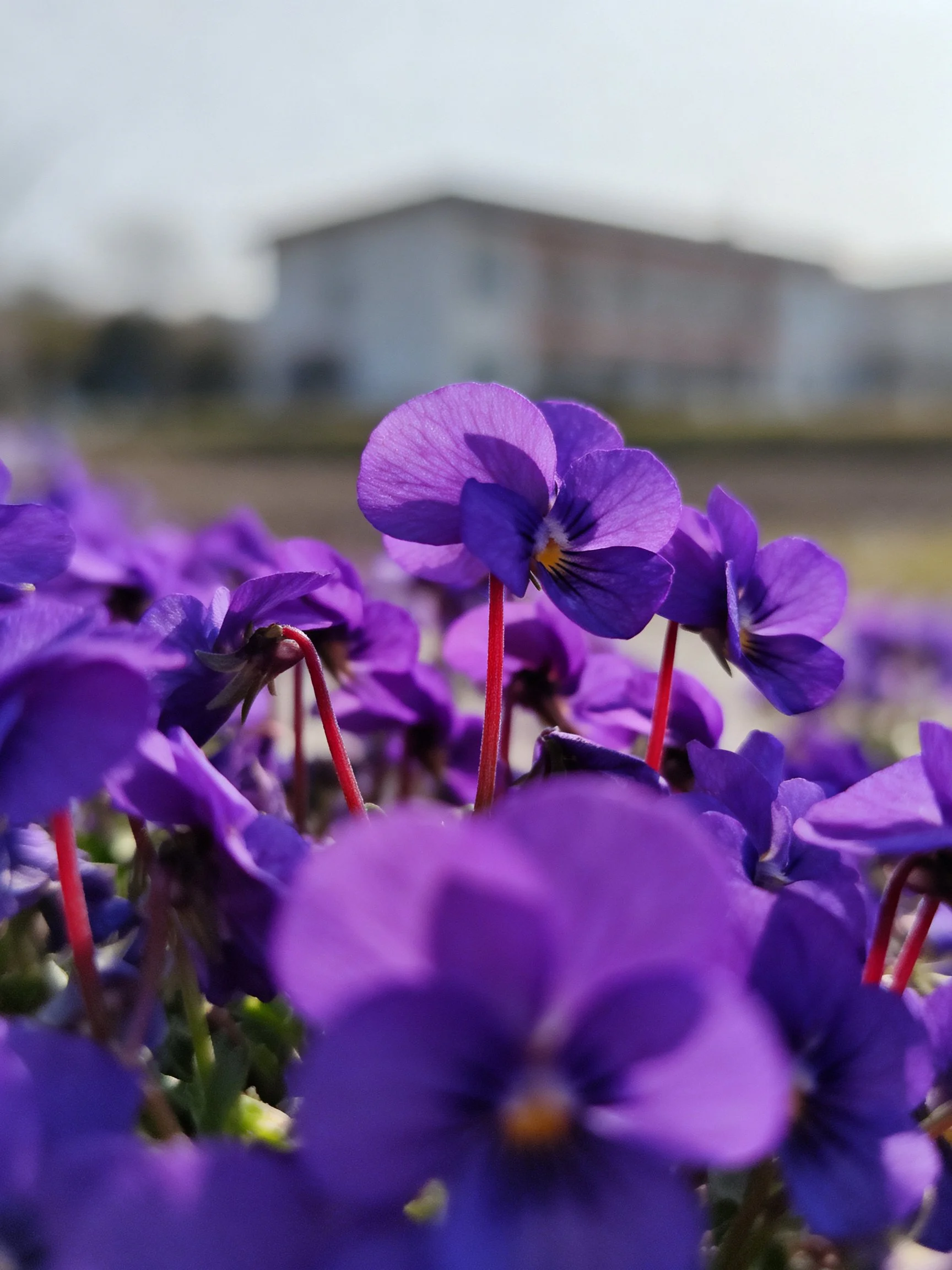 Cluster of vibrant purple flowers with red stems near a blurred building