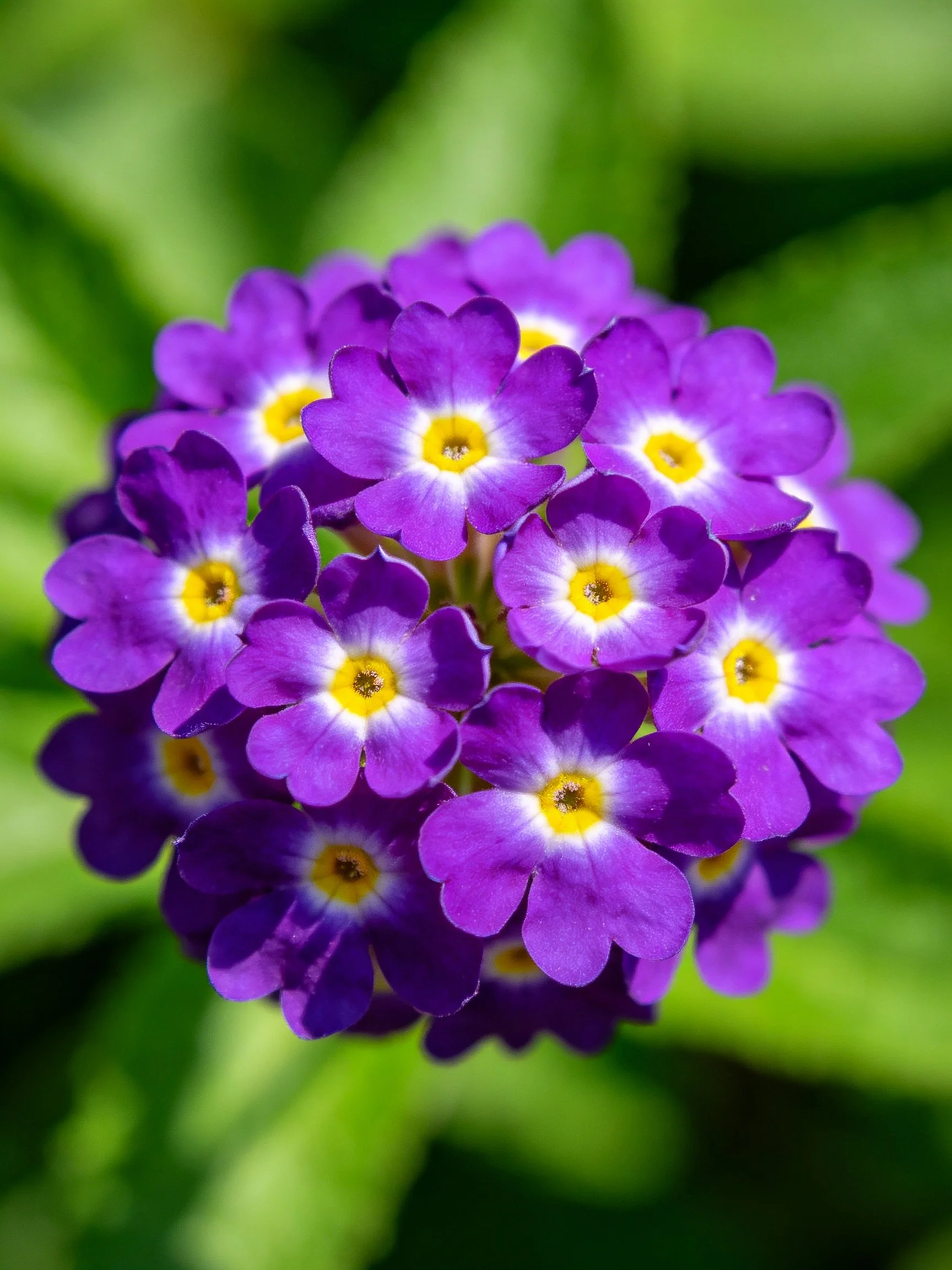 Cluster of vibrant purple flowers with yellow centers against green foliage
