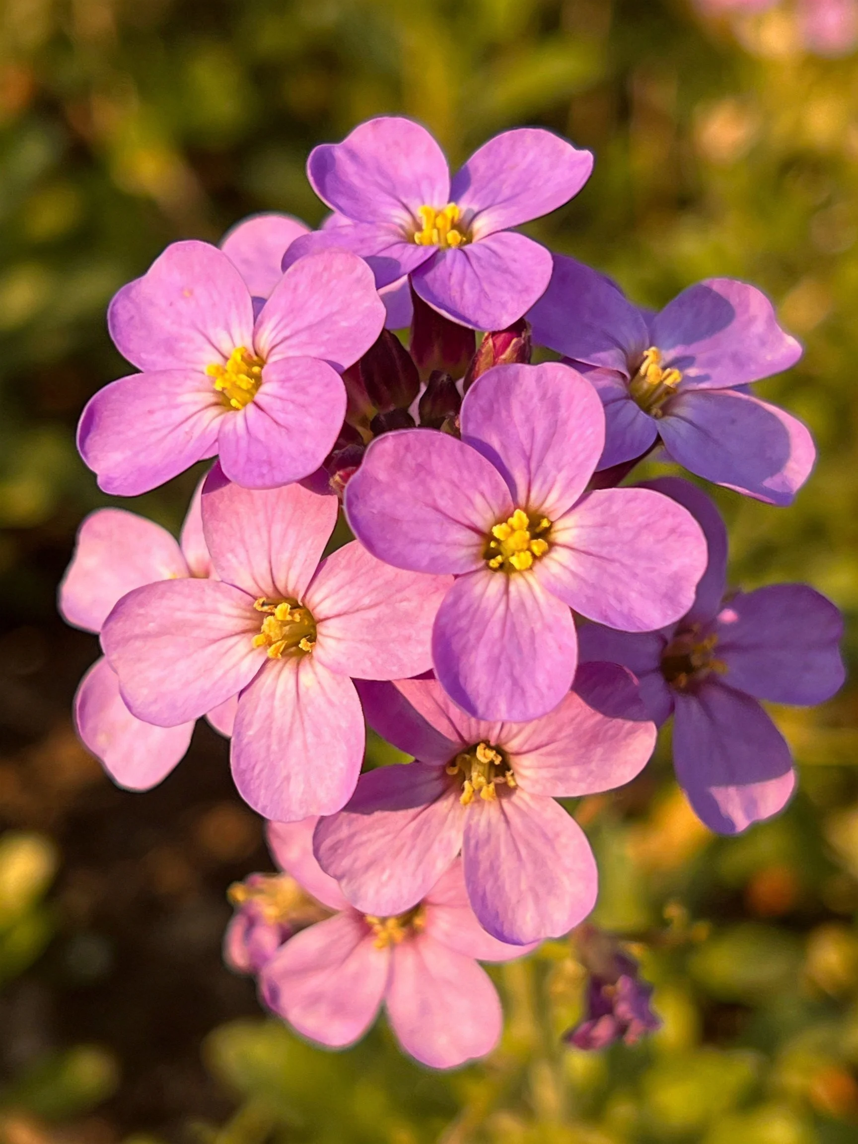 Cluster of vibrant purple flowers with yellow centers