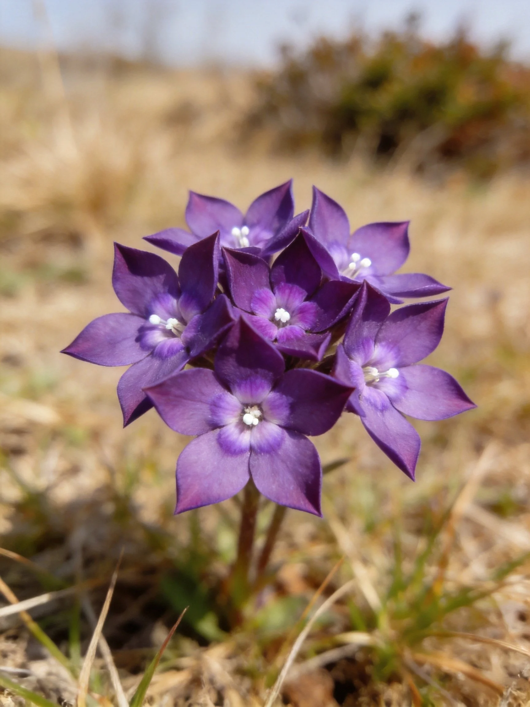 Cluster of vibrant purple star - shaped flowers in dry terrain