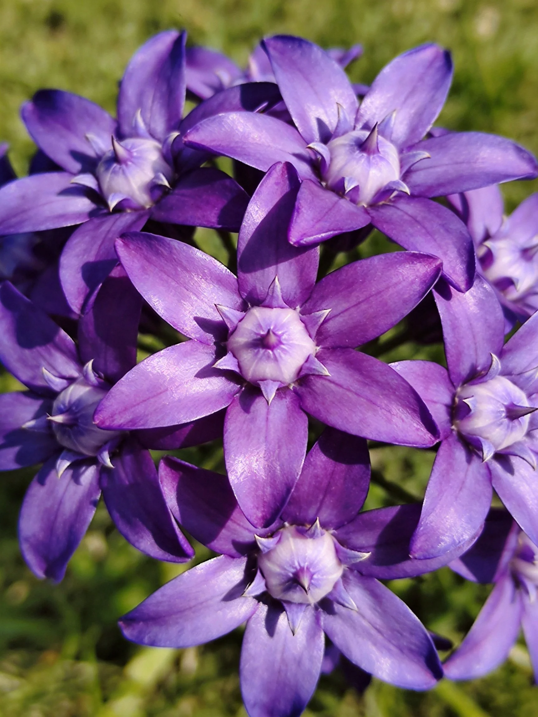 Cluster of vibrant purple star-shaped flowers with green backdrop