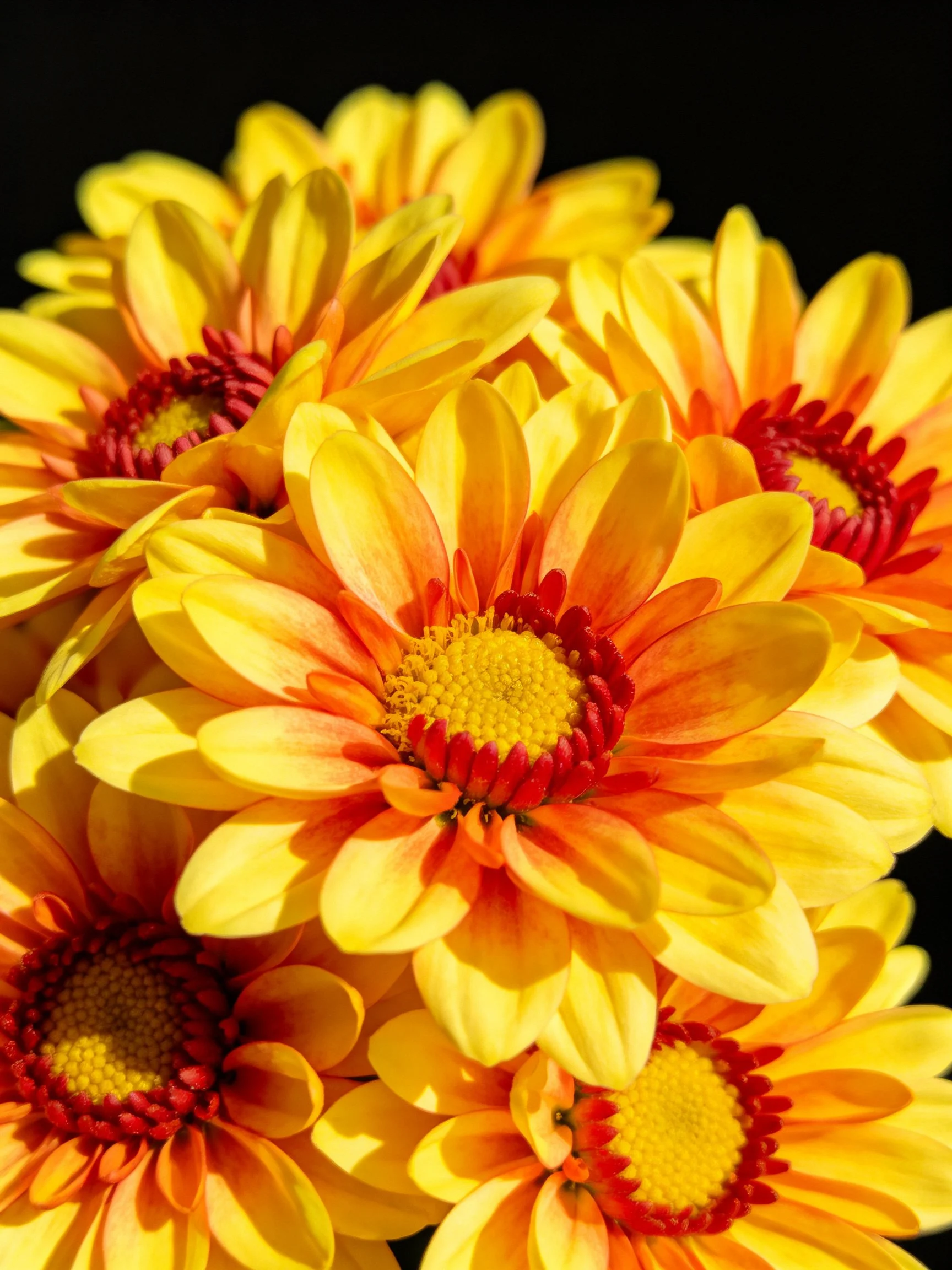 Cluster of vibrant yellow-orange chrysanthemums with red centers