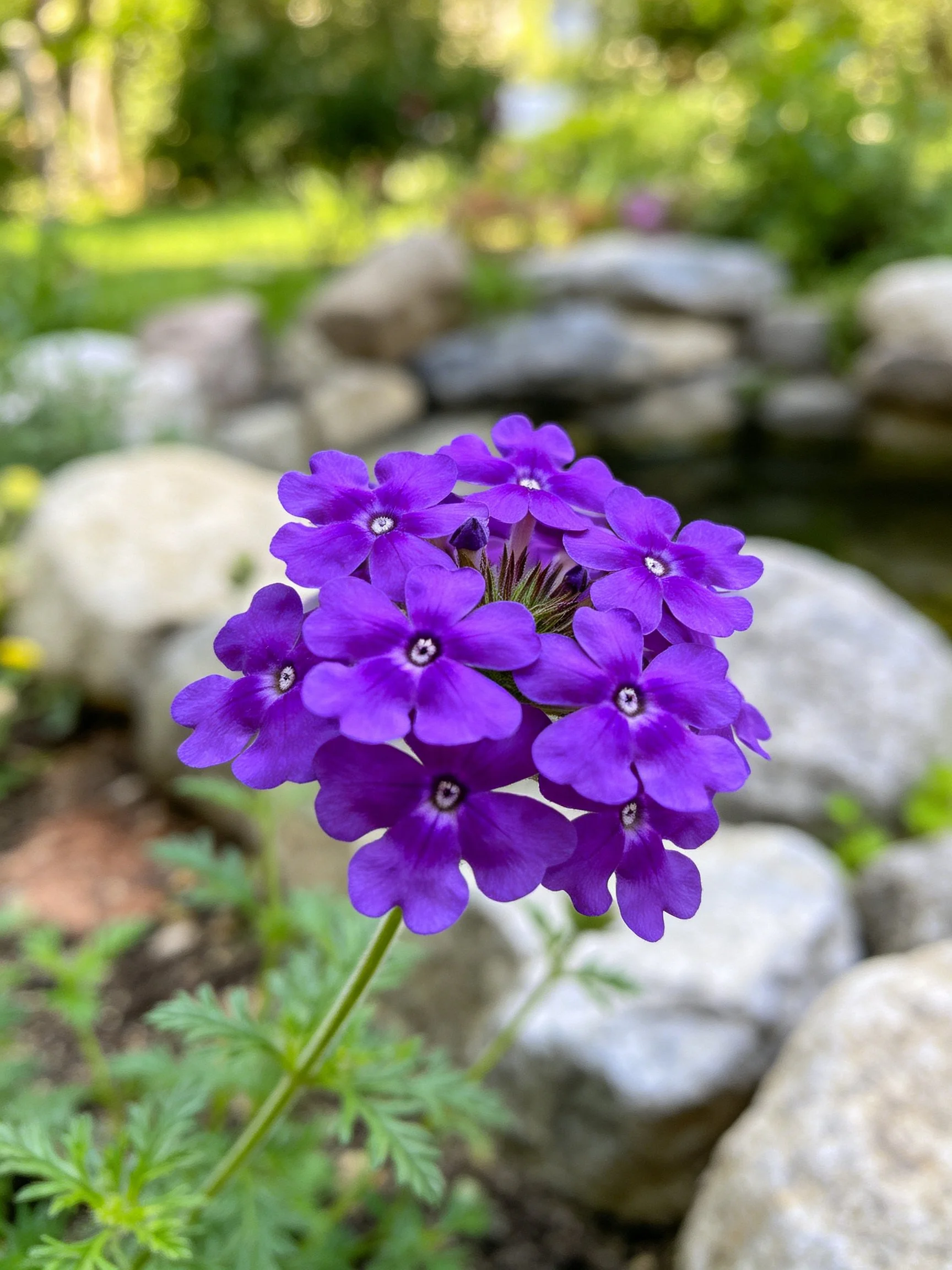 Cluster of vivid purple flowers near garden rocks