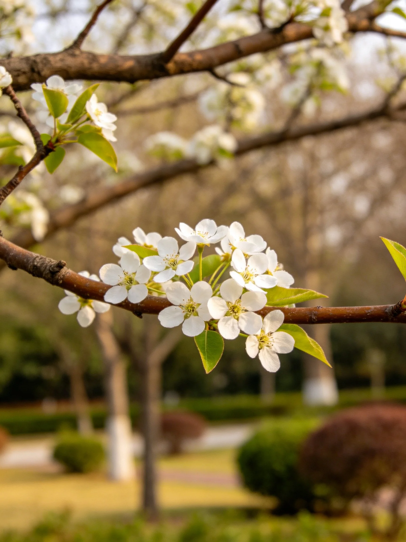 Cluster of white blossoms on brown tree branches with green leaves