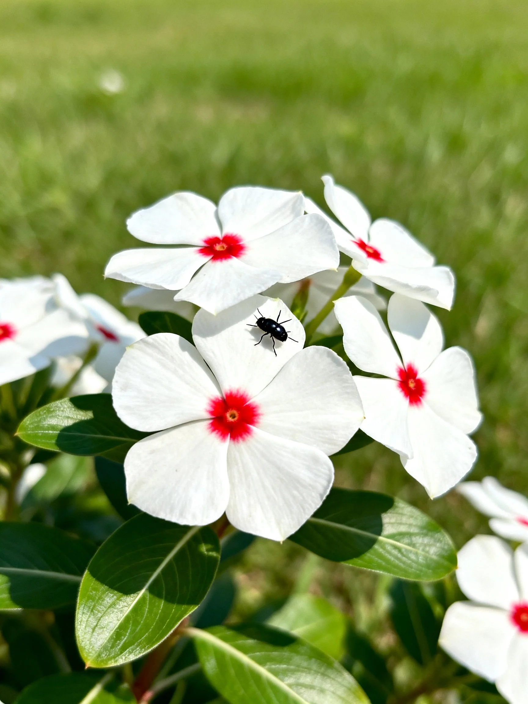 Cluster of white flowers with red centers, a black insect, and green foliage