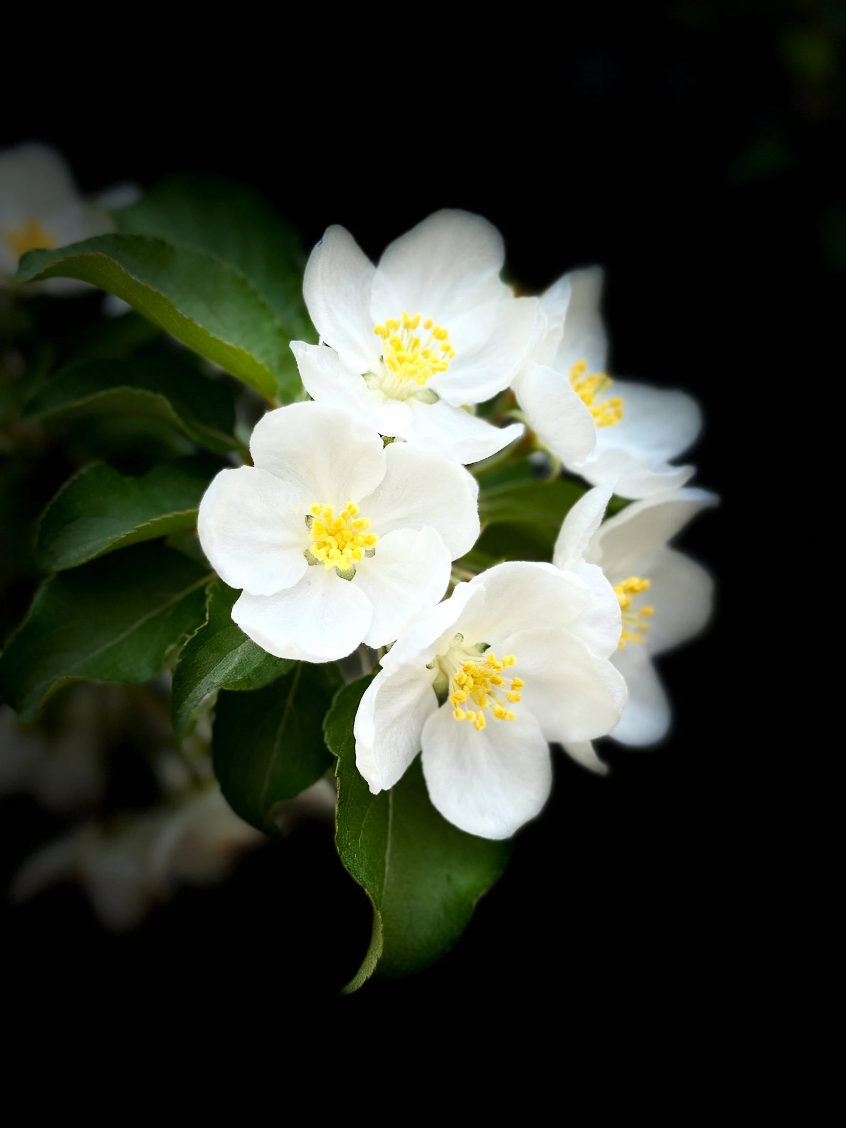 Cluster of white flowers with yellow centers against dark background