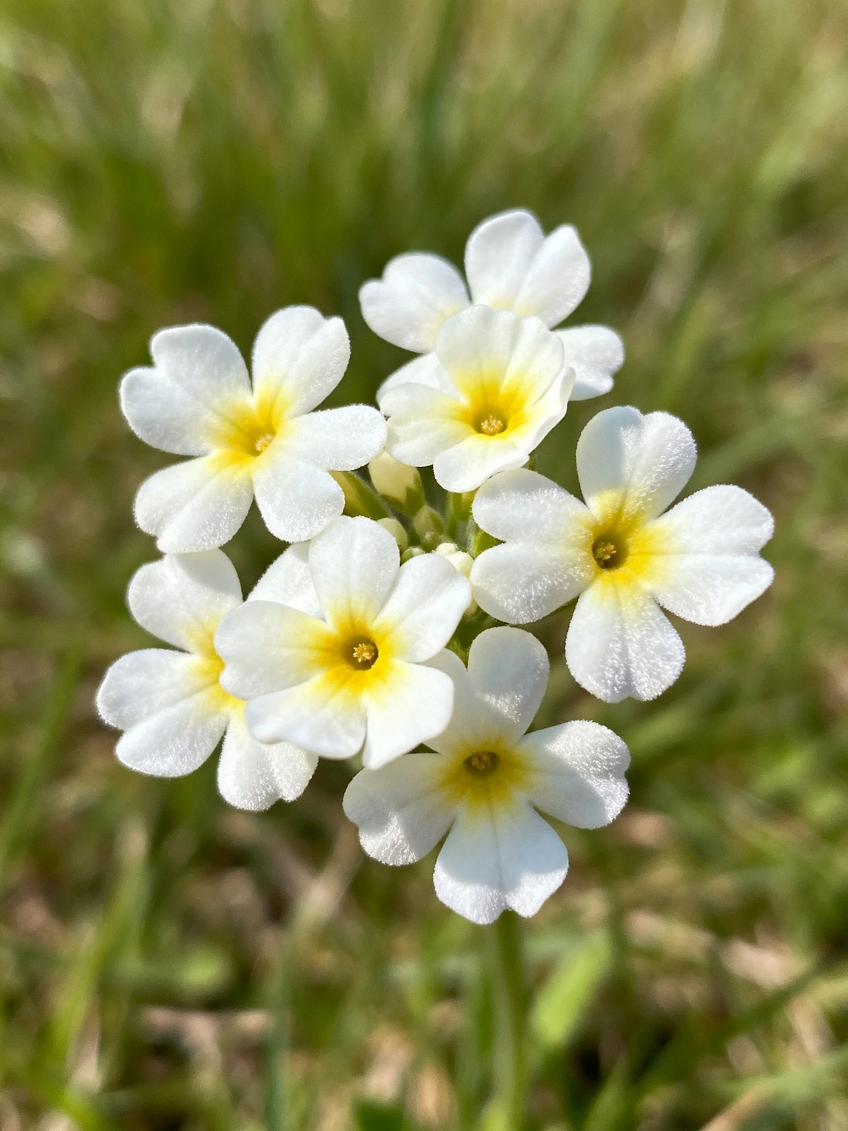 Cluster of white flowers with yellow centers among green grass