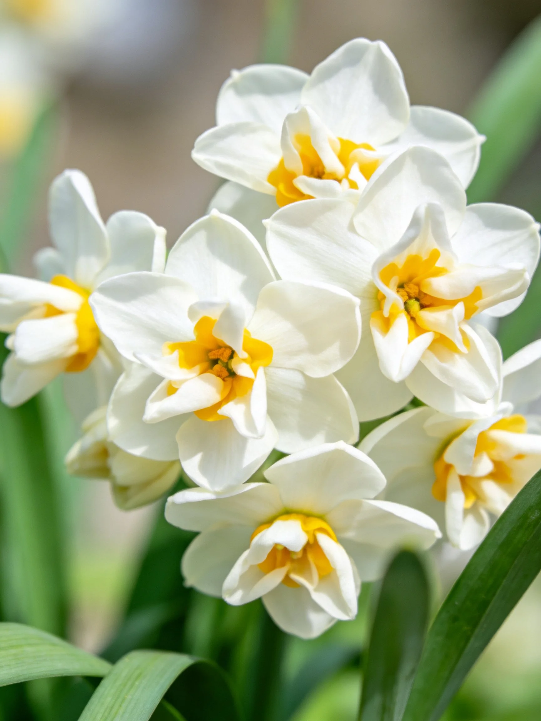 Cluster of white flowers with yellow centers among green leaves