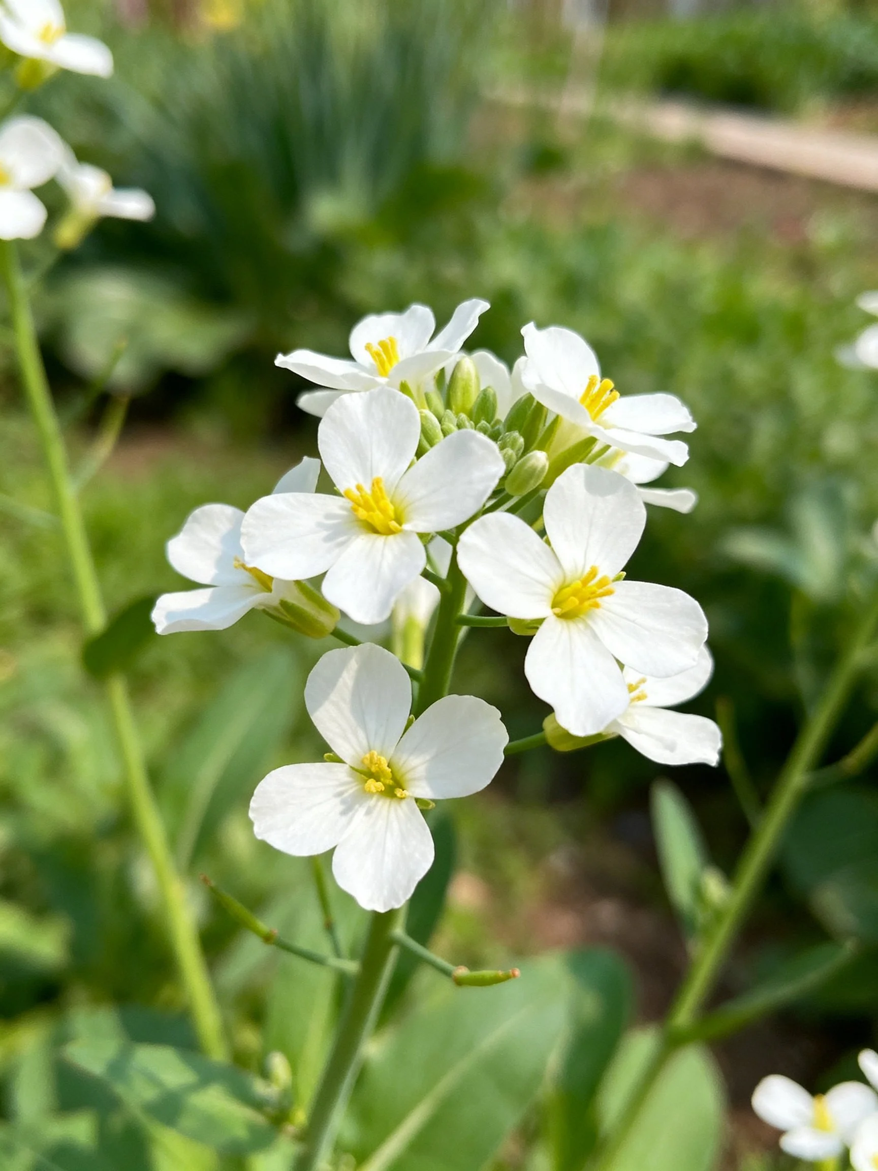 Cluster of white flowerswith yellow centers amid green foliage