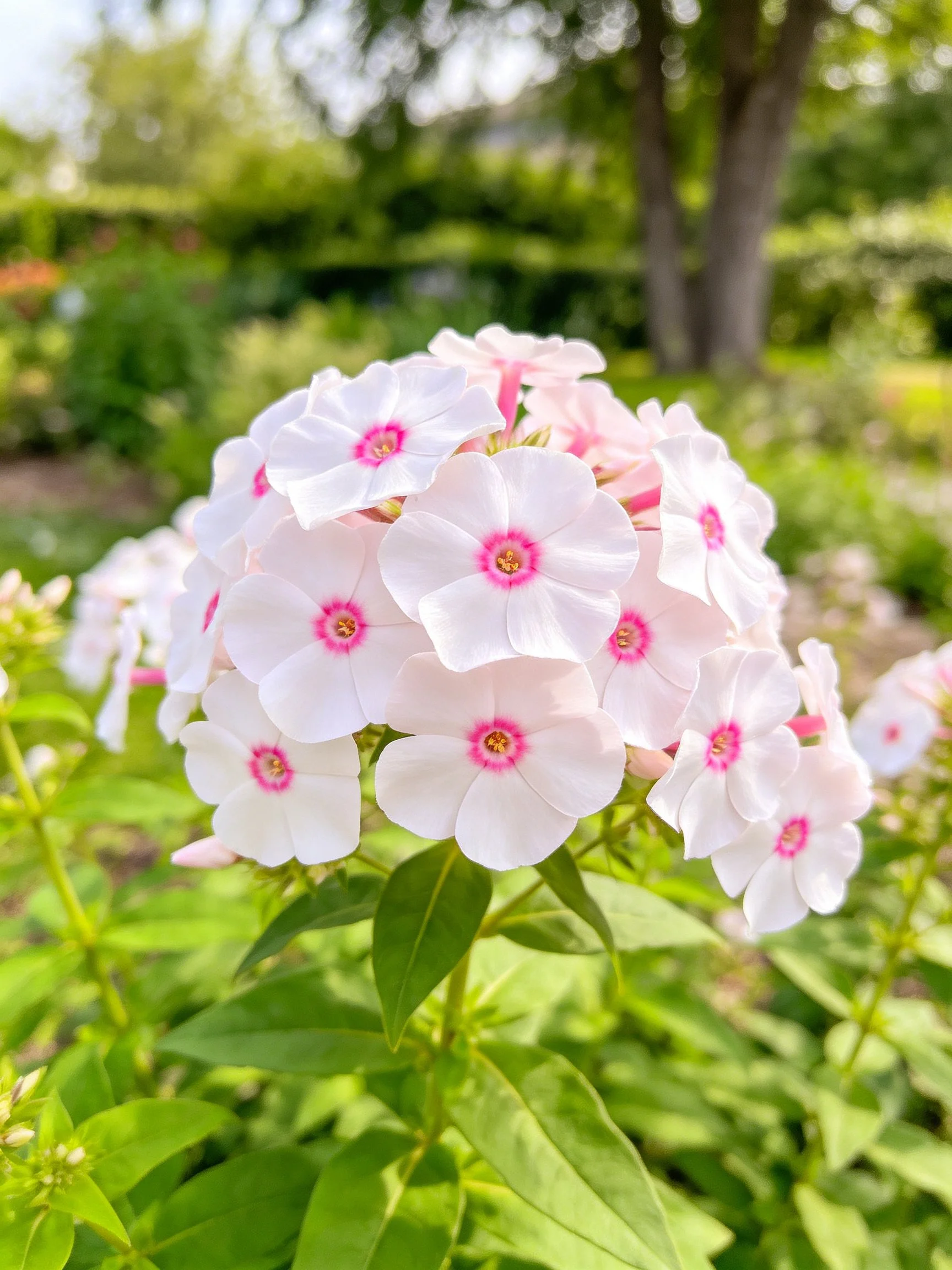 Cluster of white phlox with pink centers