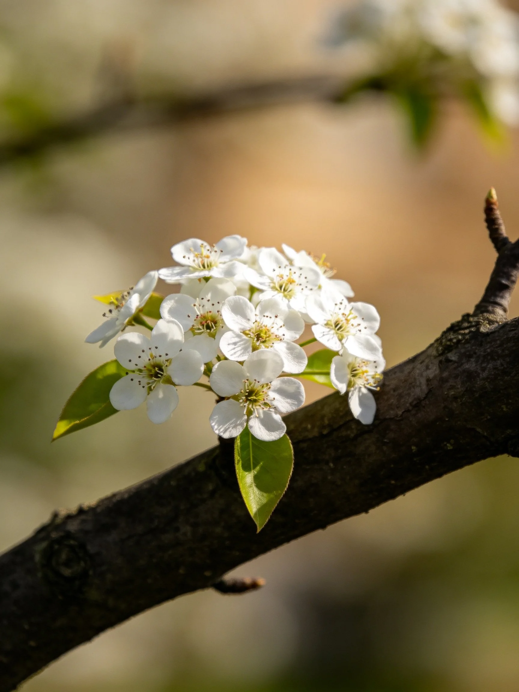 Cluster of white spring blossoms on a dark tree branch