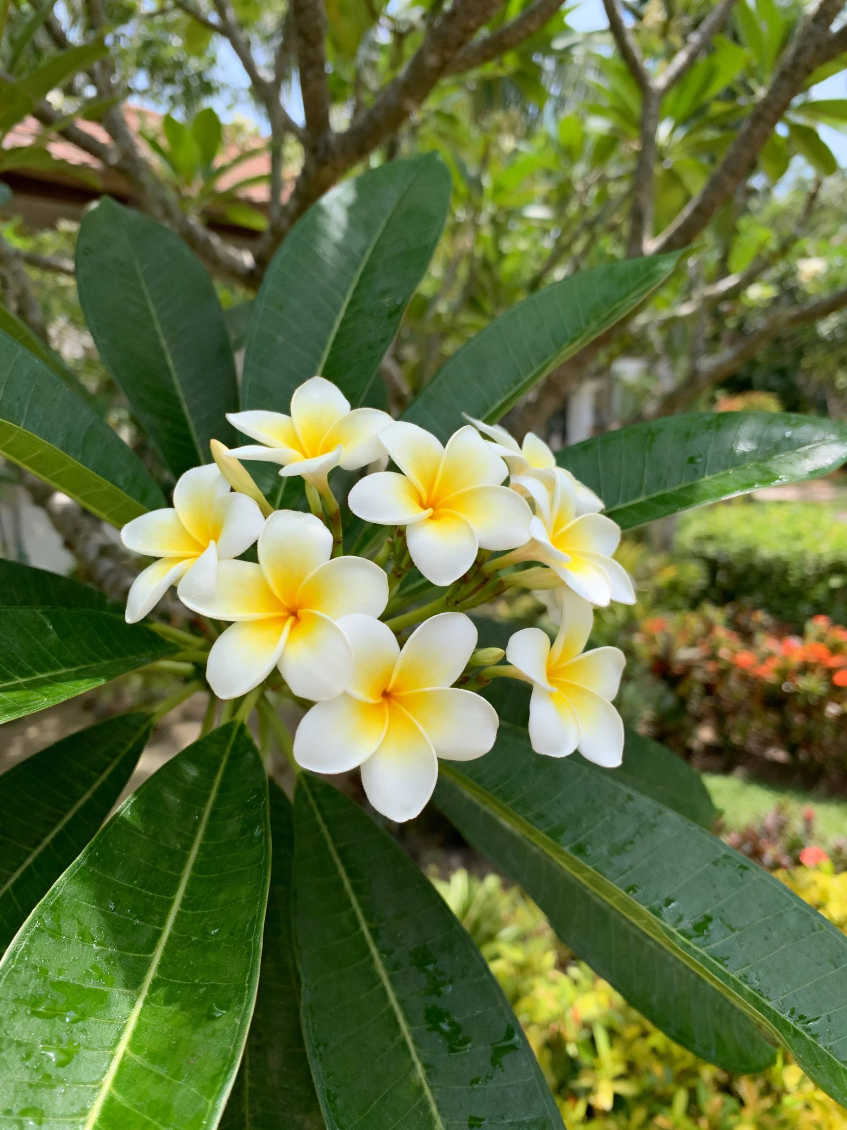 Cluster of white-yellow plumerias with broad green leaves in a sunny garden