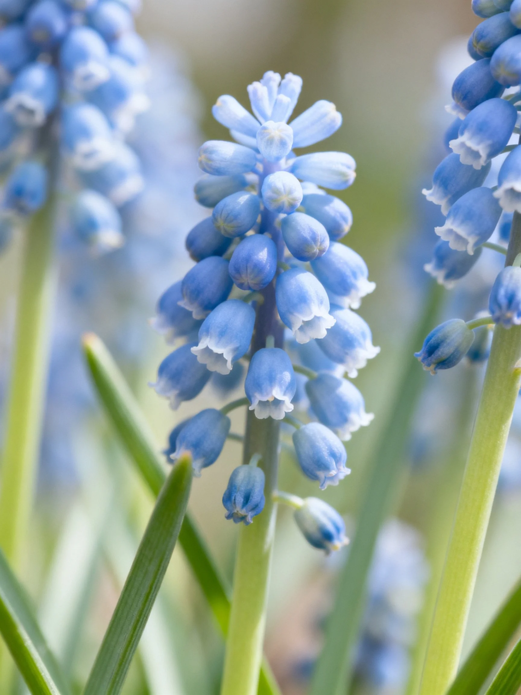 Clustered blue bell-shaped flowers with green stems