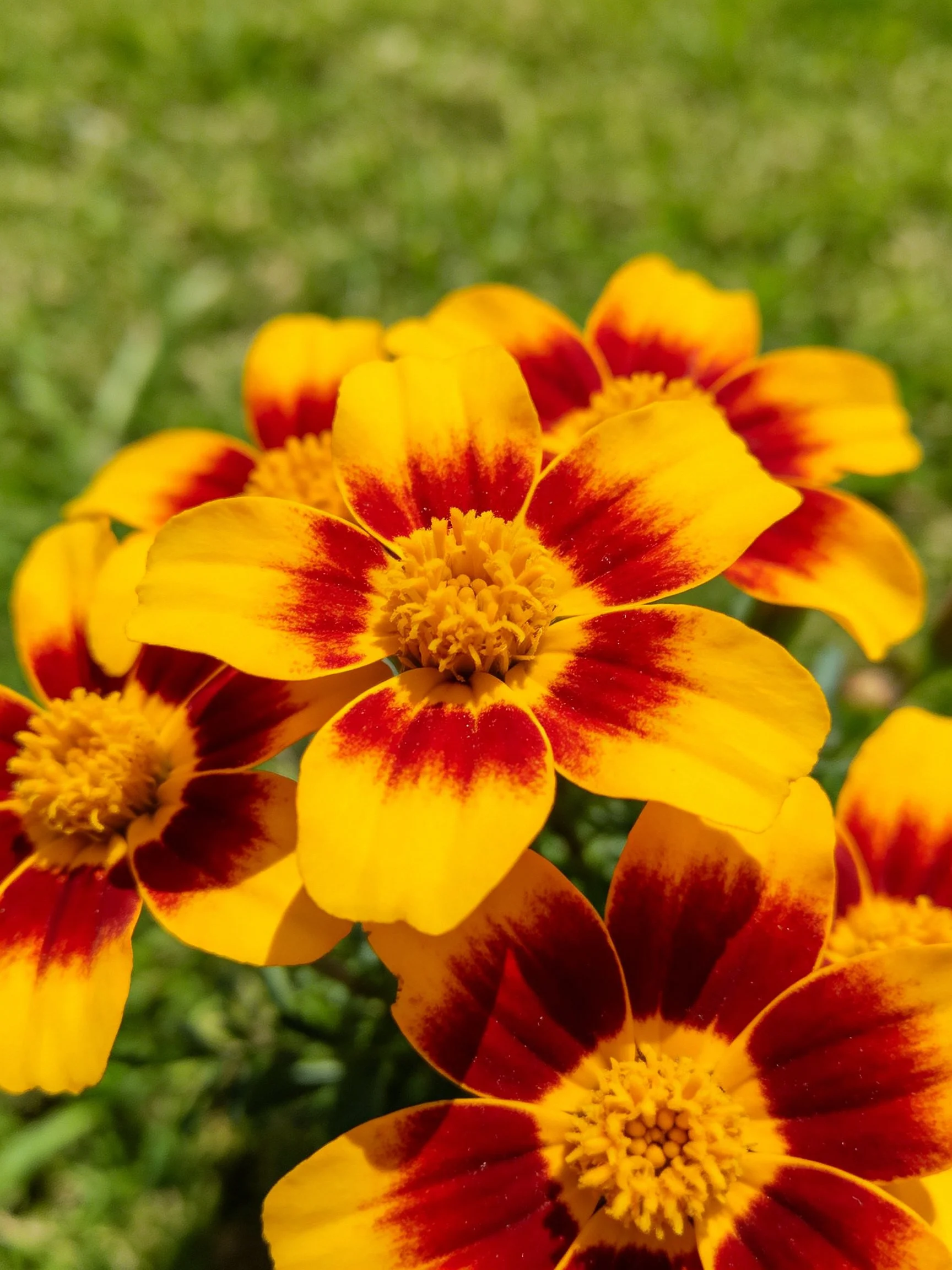 Clustered marigold flowers with red and yellow petals outdoors