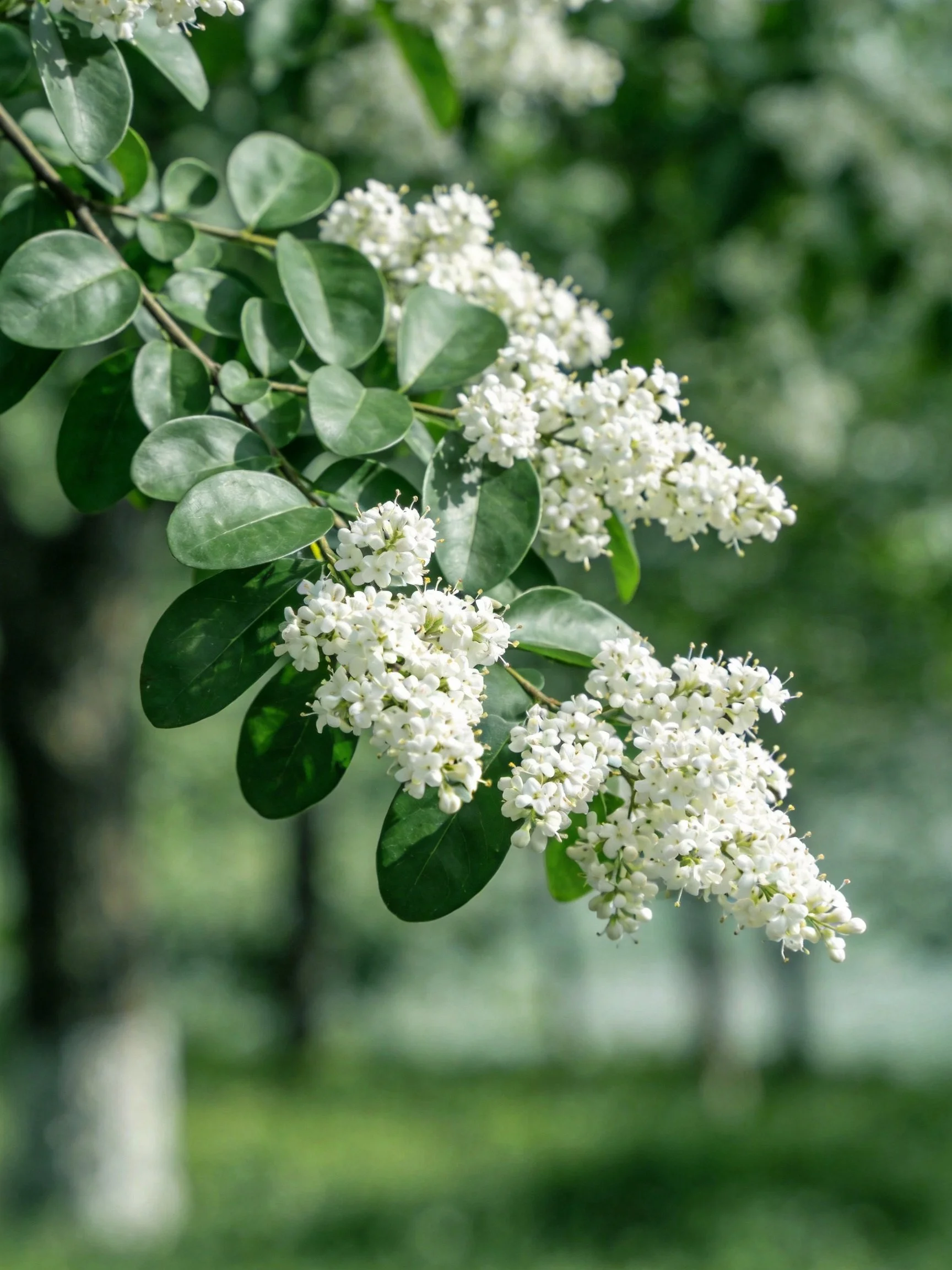 Clustered white blooms on glossy oval leaves with soft natural lighting