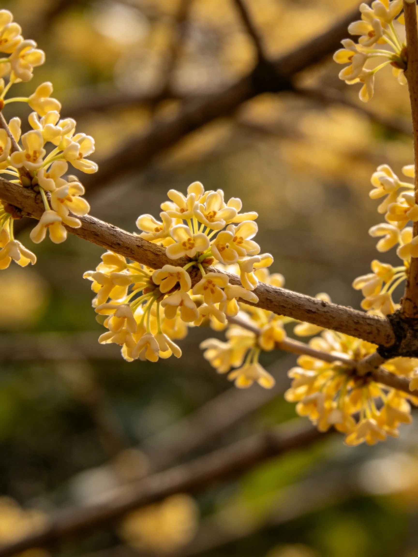 Clusters of pale yellow flowers bloom on brown tree branches