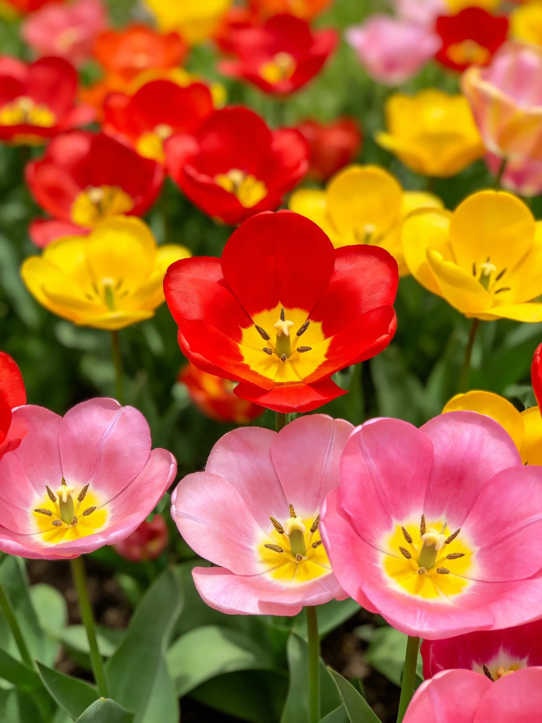 Colorful Tulip Cluster with Red, Yellow, Pink Blooms