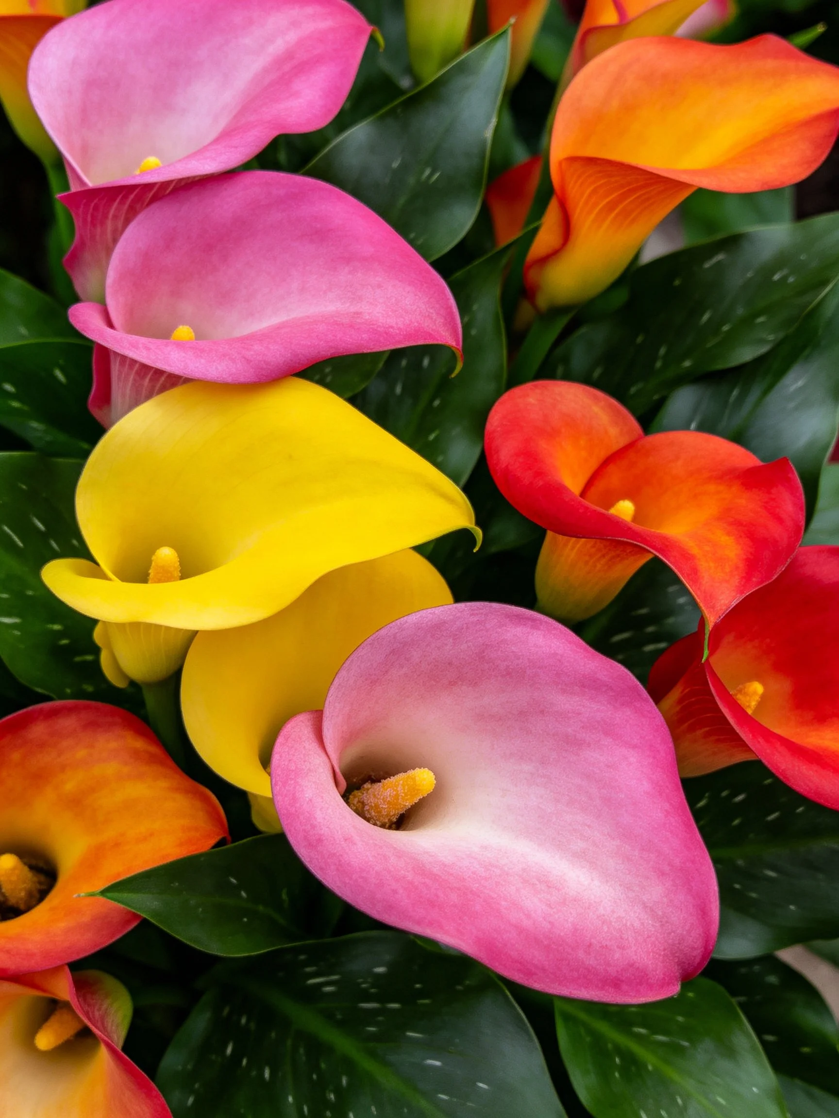 Colorful calla lilies display pink, yellow, and orange blooms among dark green foliage