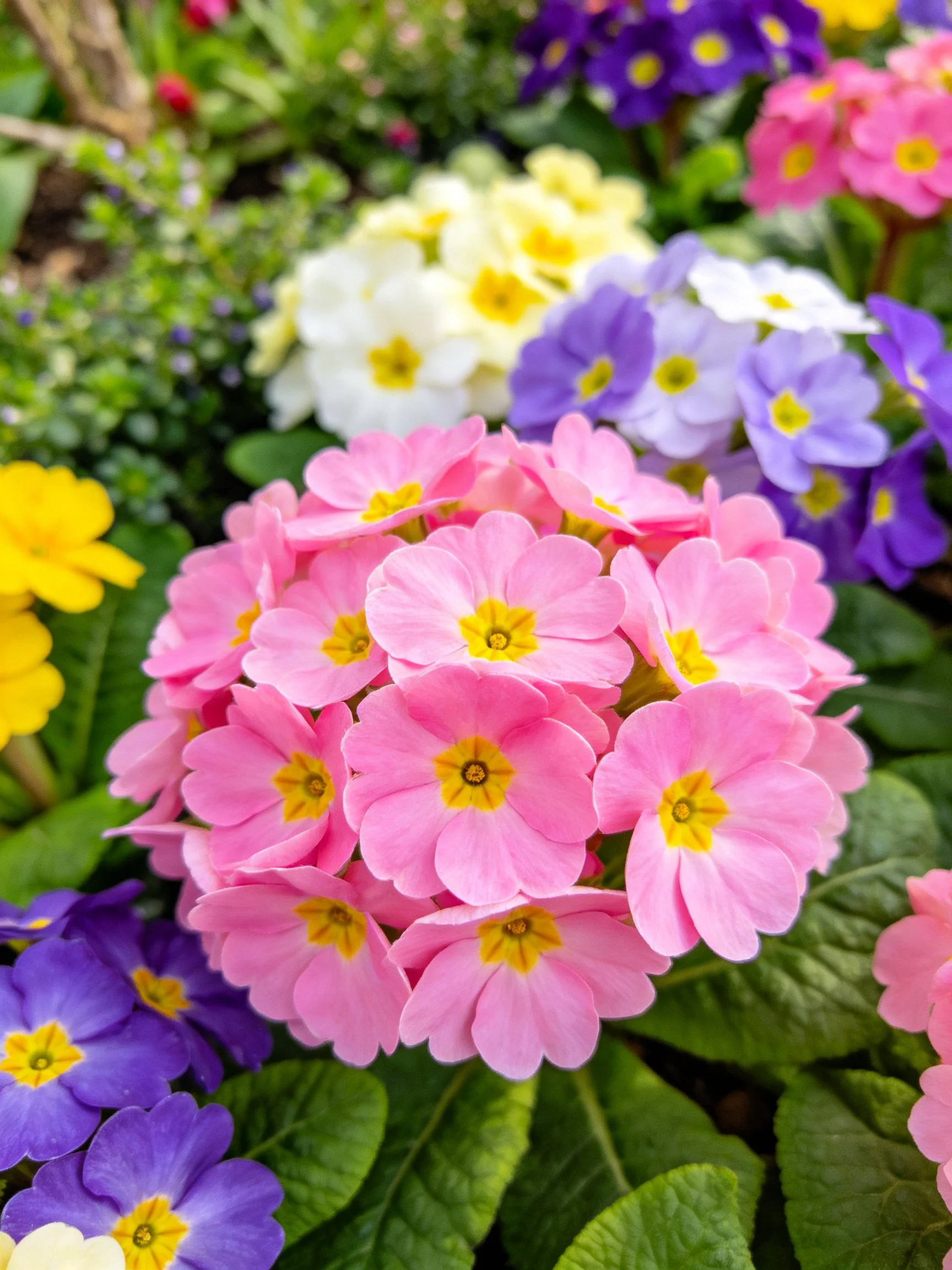 Colorful cluster of primrose flowers in soft pastels