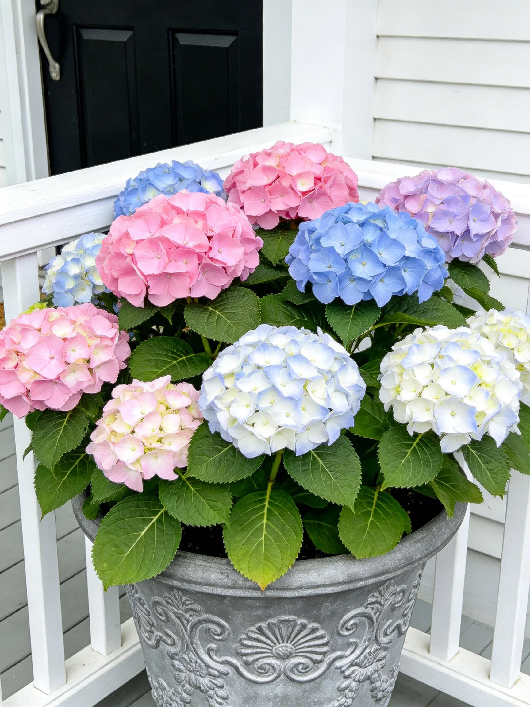 Colorful hydrangeas in pink, blue, lavender, and white arranged in an ornate pot
