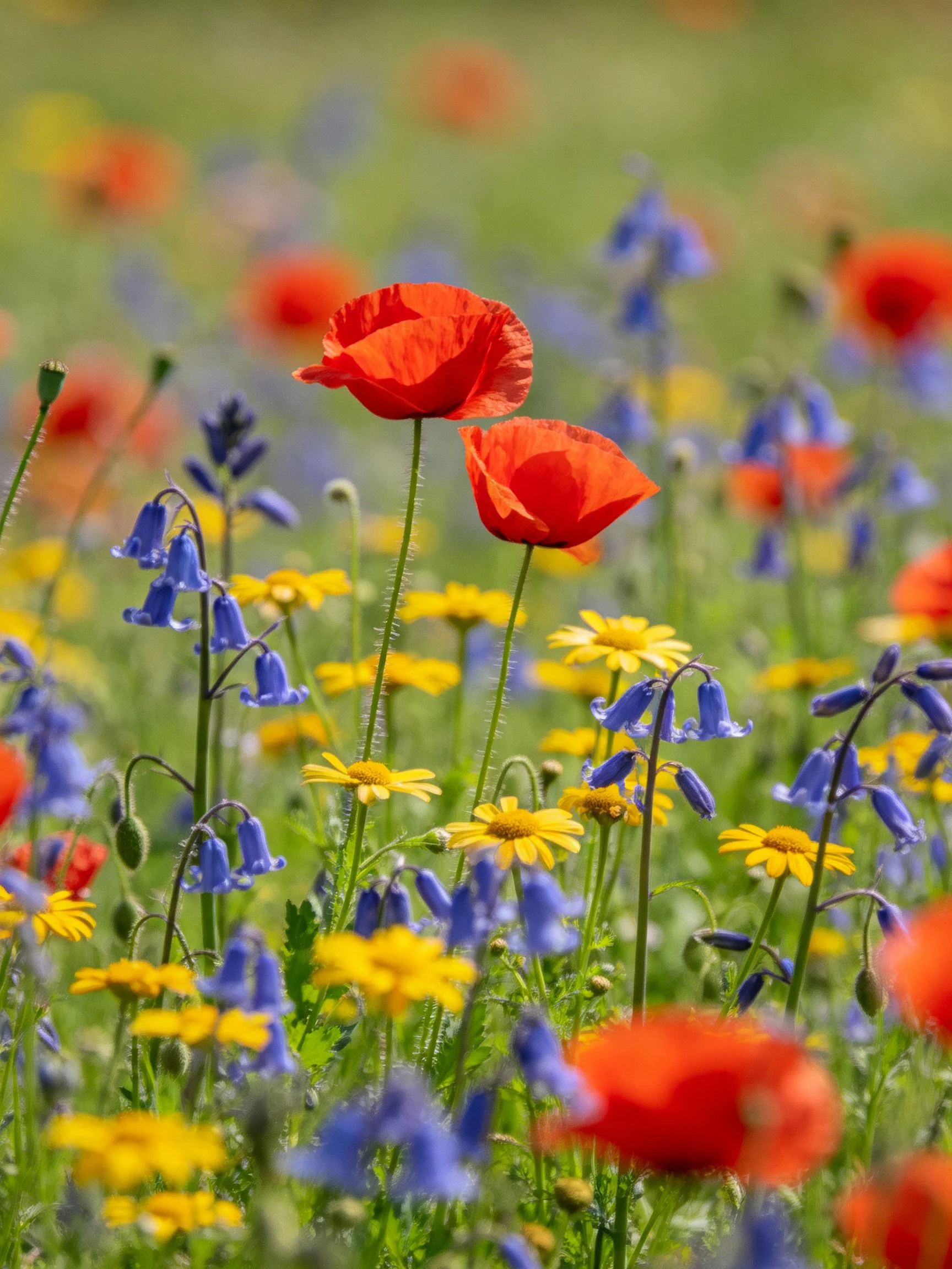 Colorful meadow with red poppies, blue bellflowers, and yellow daisies