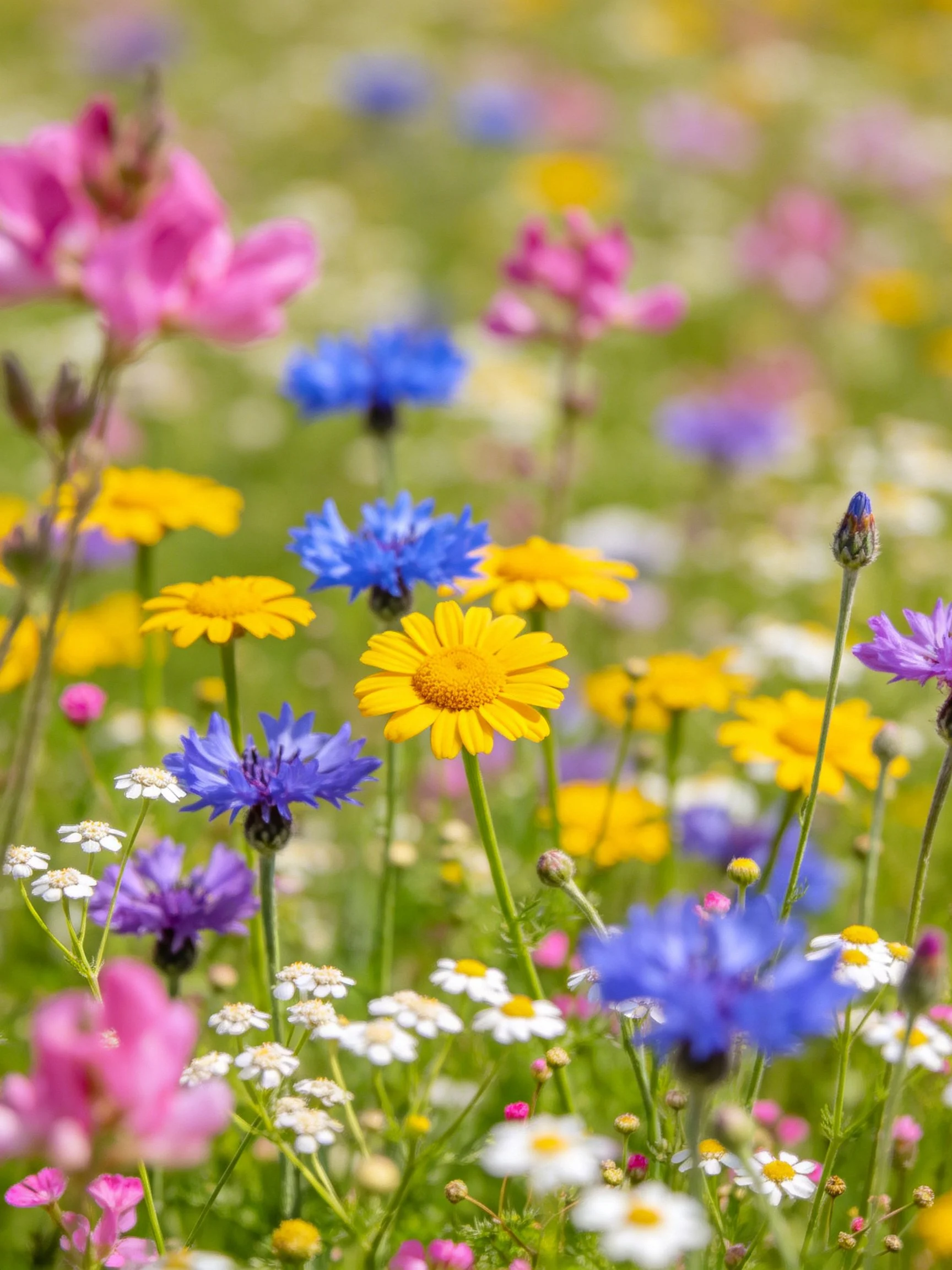 Colorful wildflower meadow with blue, yellow, pink, and white blooms