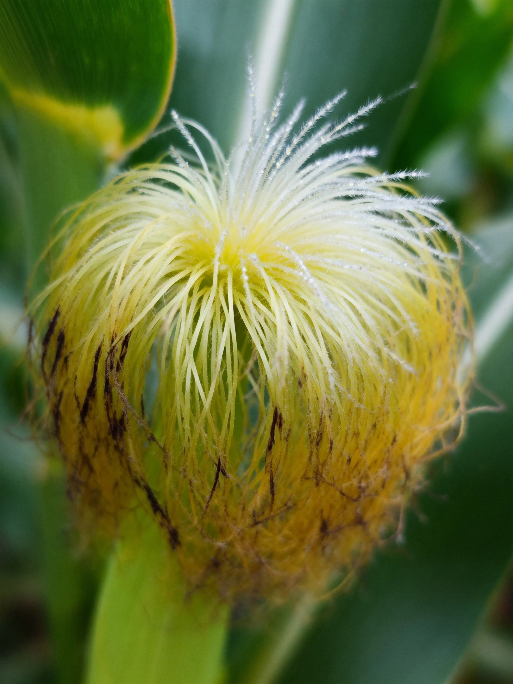 Corn Tassel with Yellow and White Feathery Strands