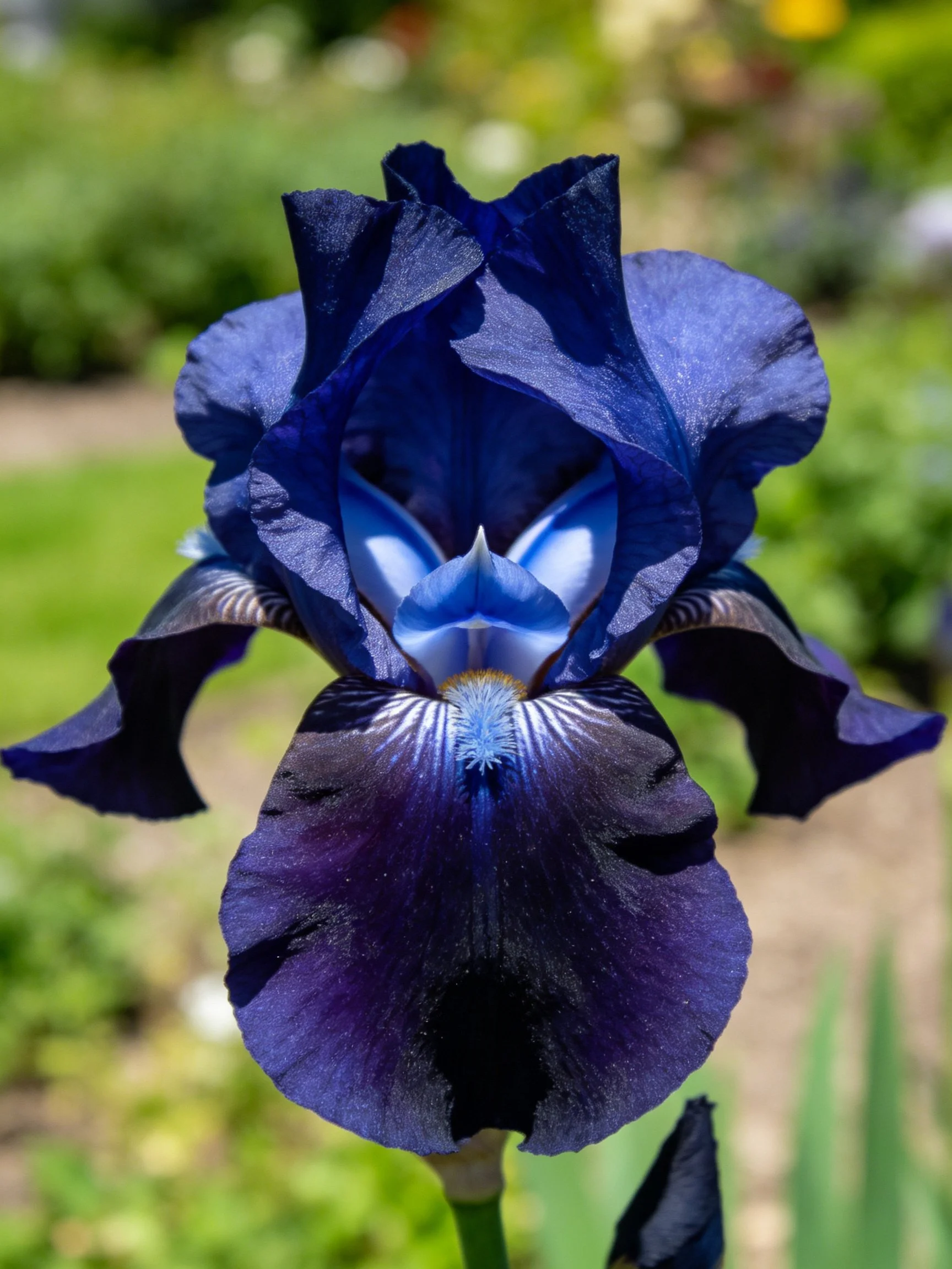 Dark Blue Iris Flower with Contrasting Light Blue Center