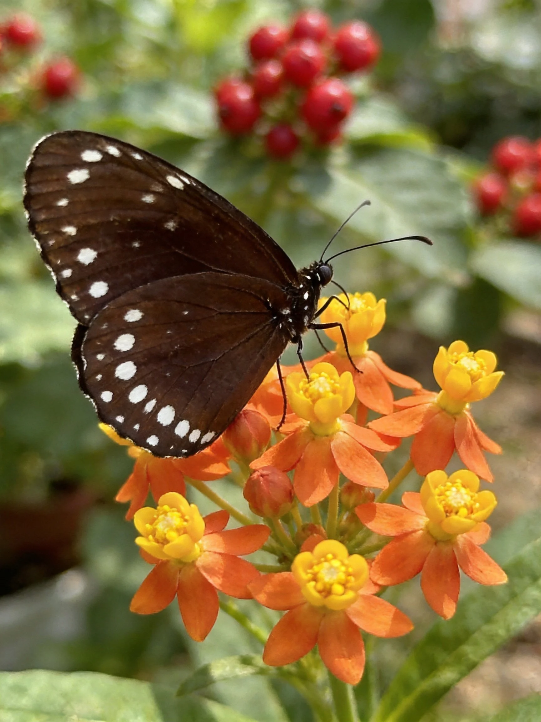 Dark brown butterfly with white spots on orange-yellow flowers near red berries
