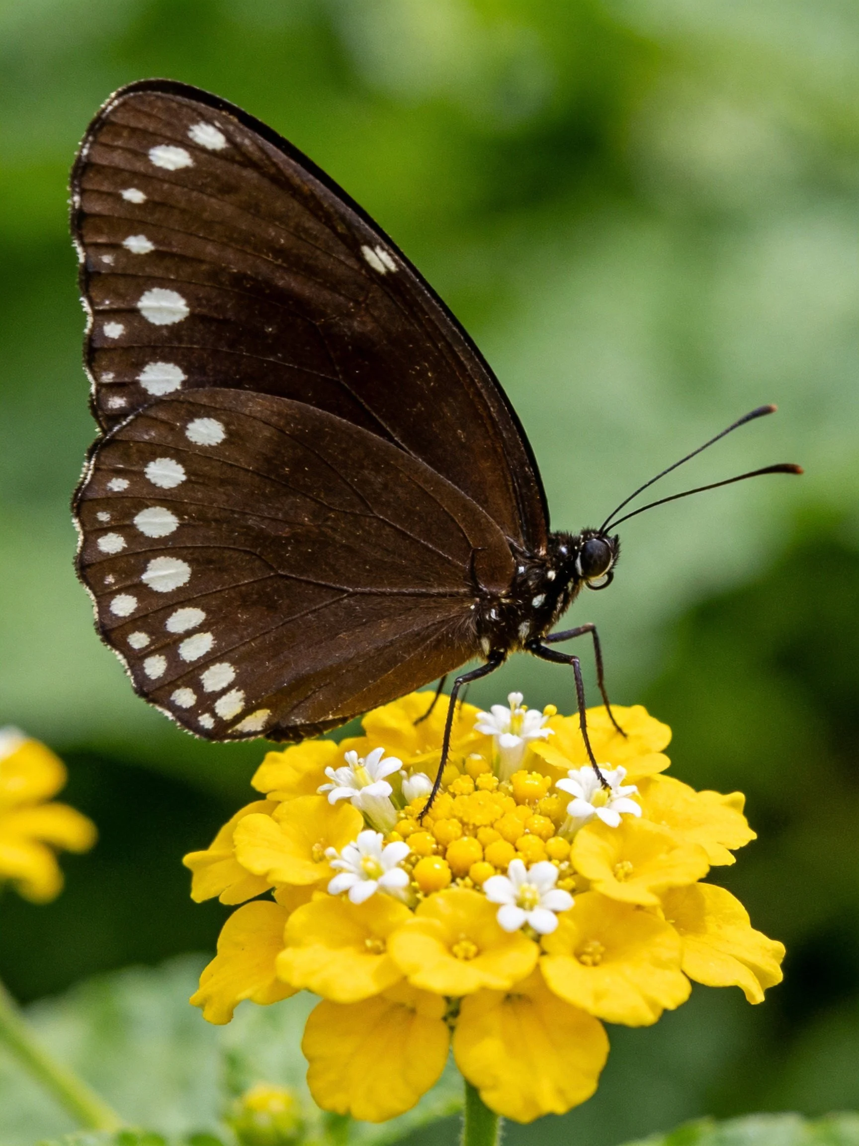 Dark brown butterfly with white-spotted wings on vibrant yellowflowers