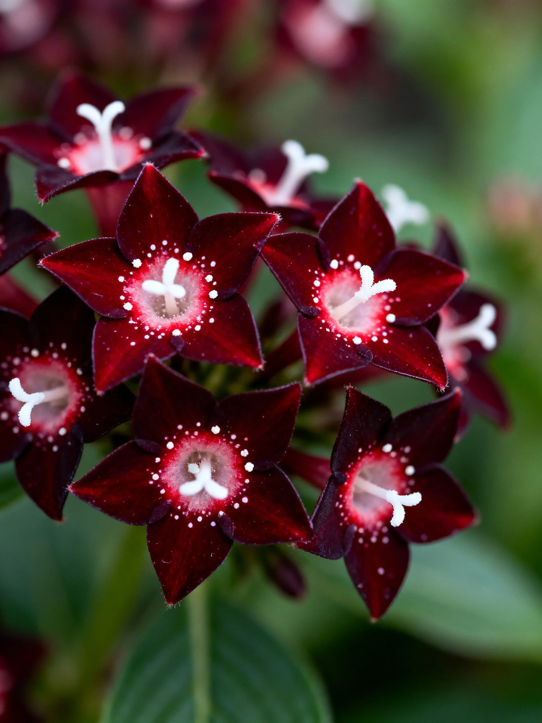 Dark burgundy star - shaped flowers cluster with white centers