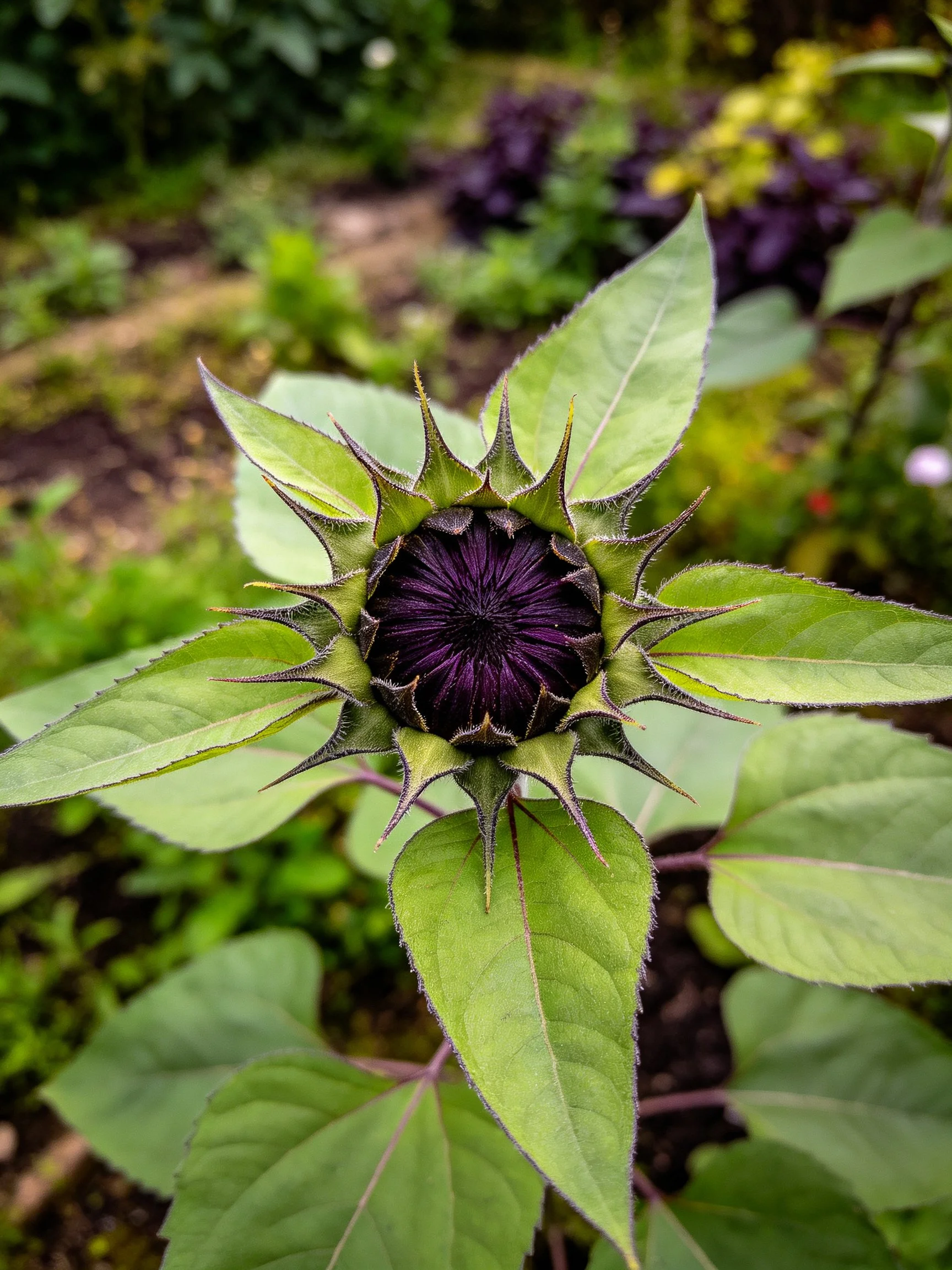 Dark purple flower bud with spiky green leaves in a garden