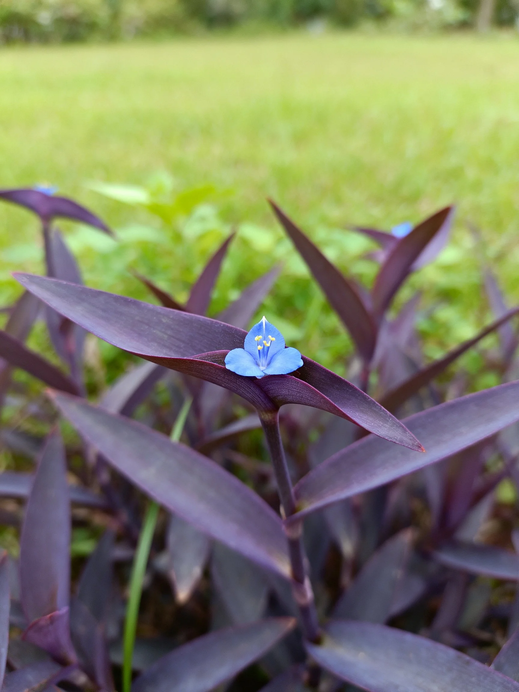 Dark purple-leaved plants with small blue flowers near green field