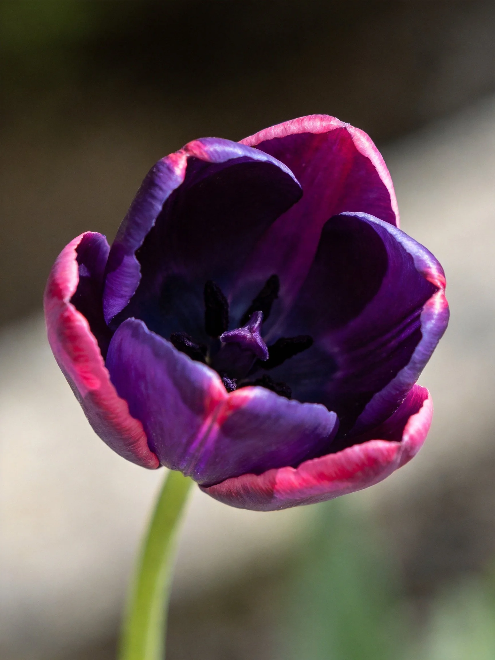 Dark purple tulip with pink-edged petals, softly focused