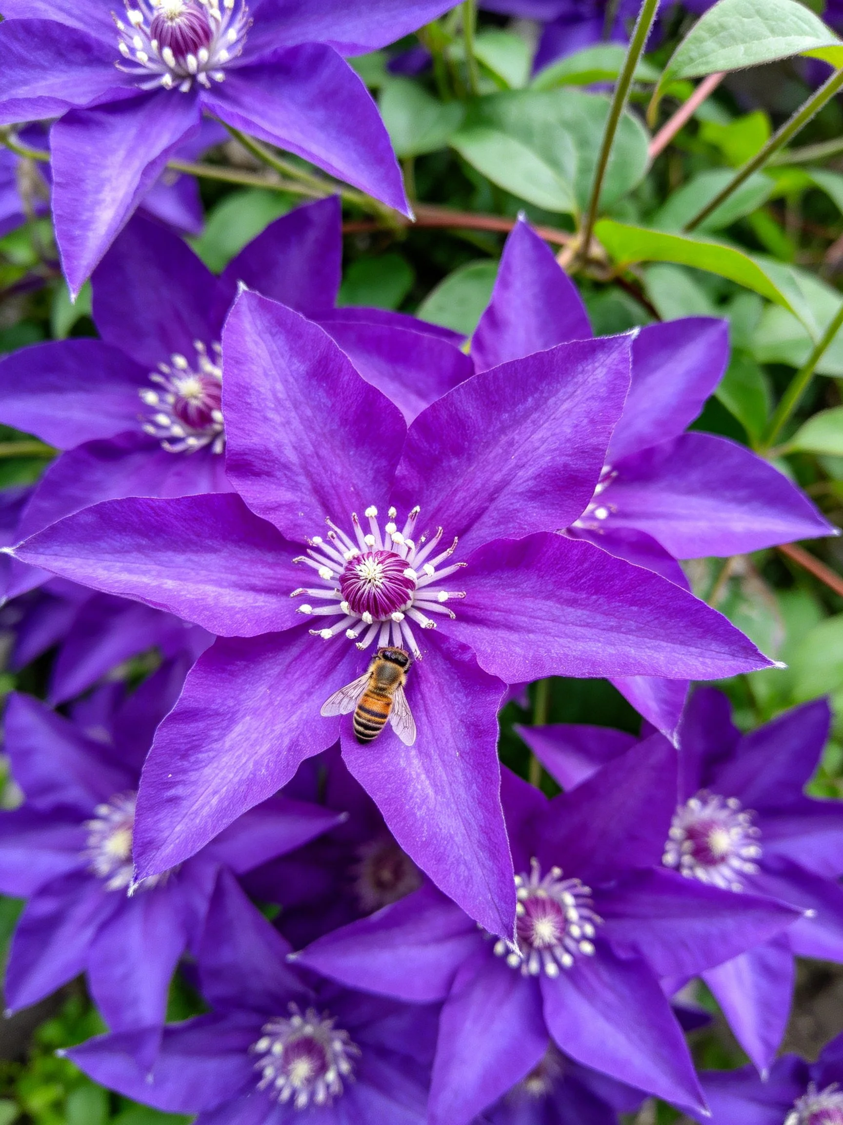 Deep Purple Clematis Flowers with a Bee and Green Foliage