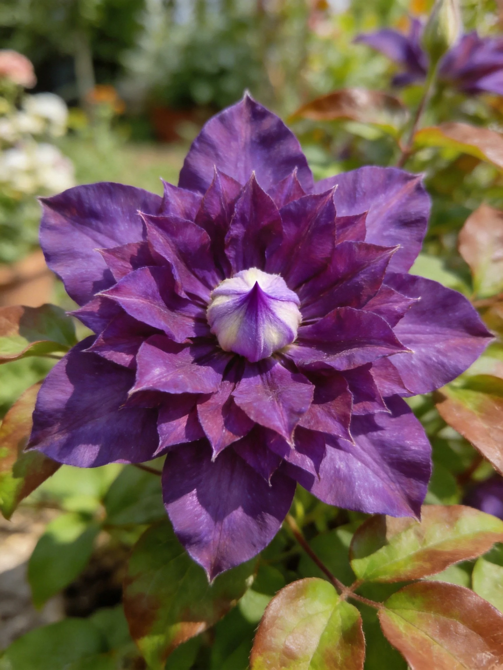 Deep purple clematis flower with layered petals