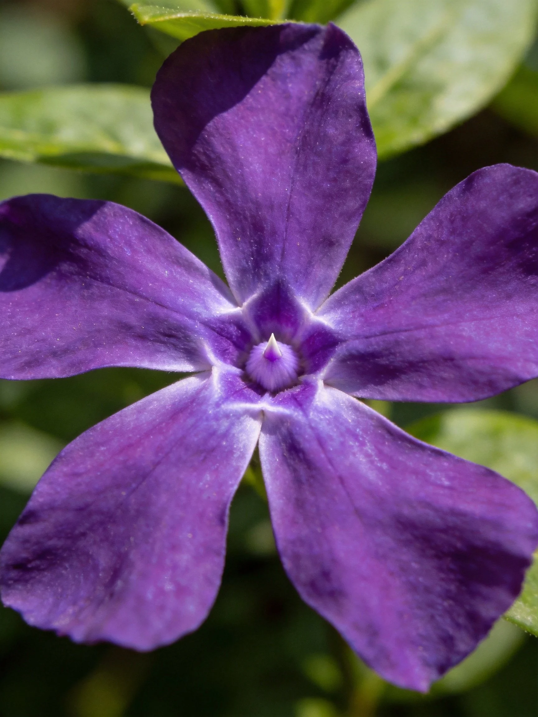 Deep purple five - petaled flower with green foliage