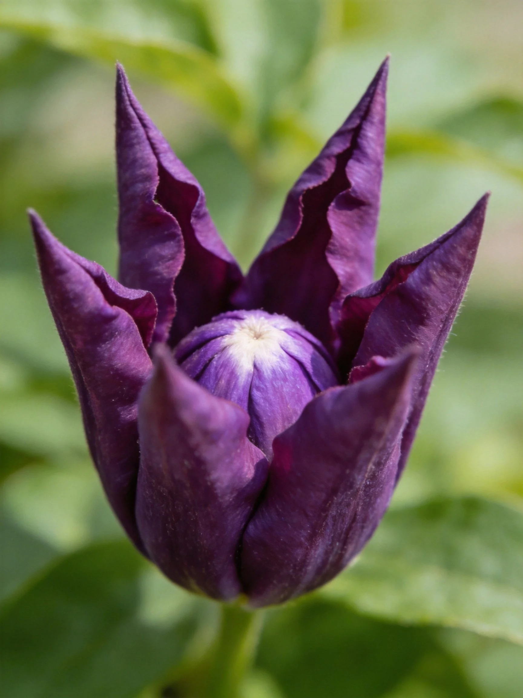 Deep purple flower bud with ruffled petals
