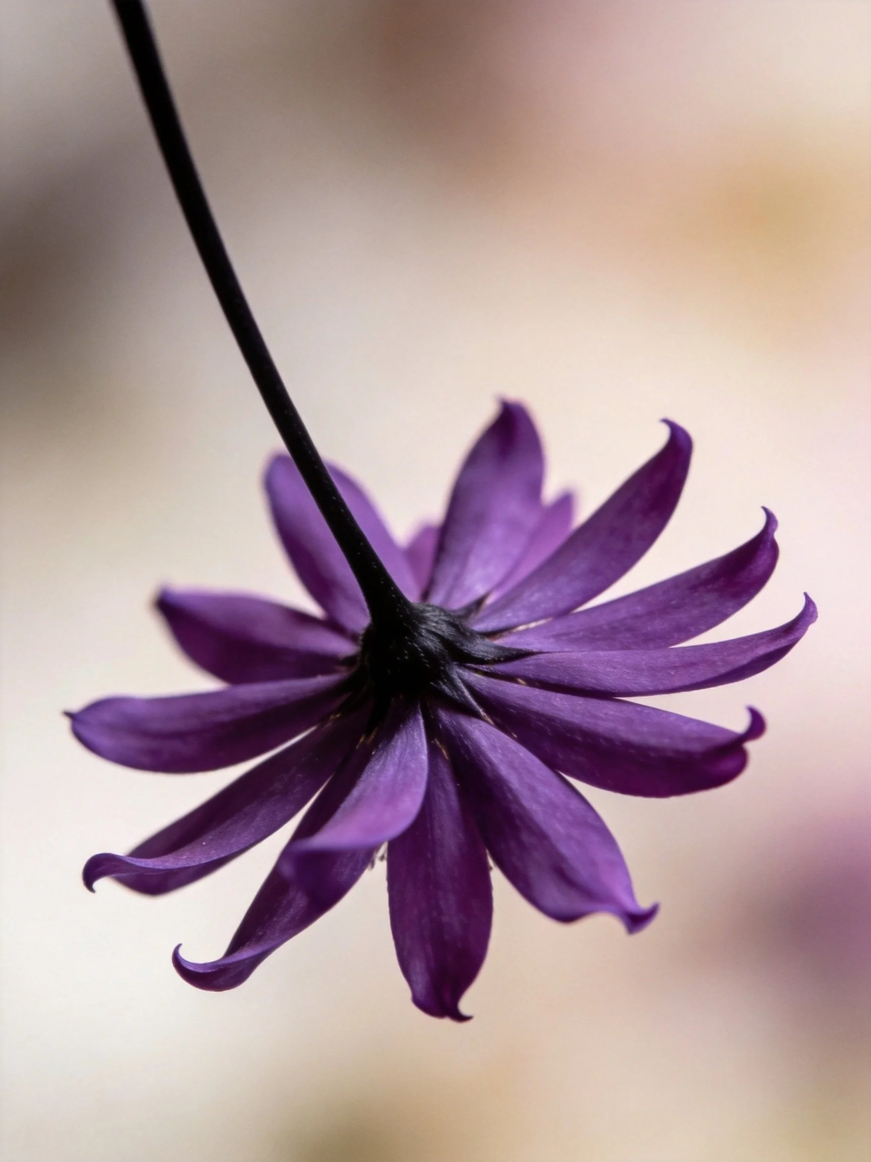 Deep purple flower with curved petals suspended by a black stem