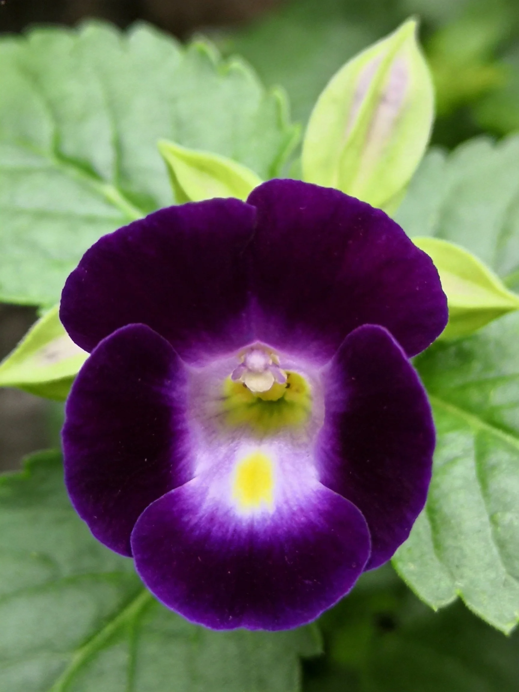 Deep purple flower with white and yellow center amidst green leaves
