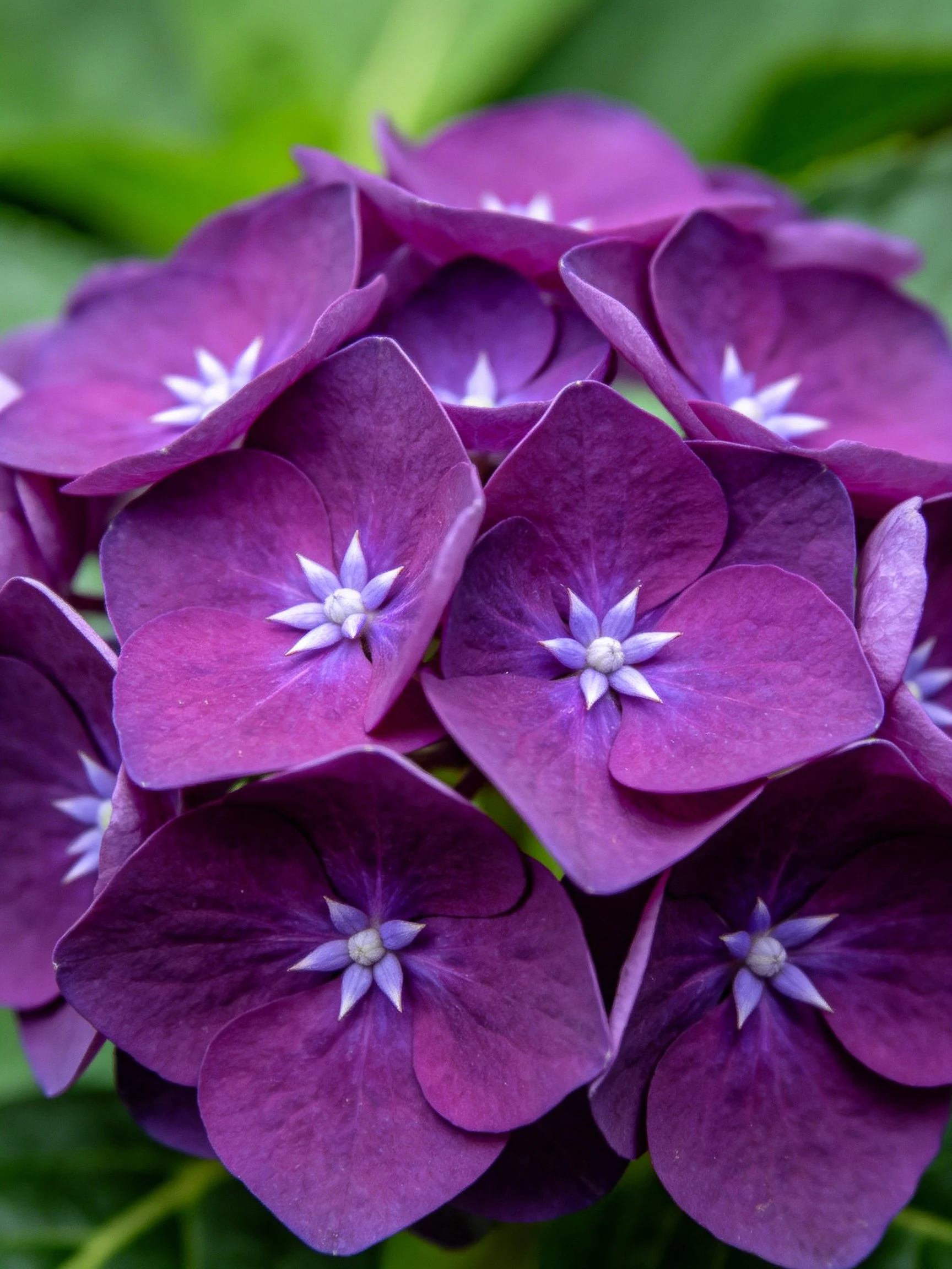 Deep purple hydrangea blooms with star-shaped centers