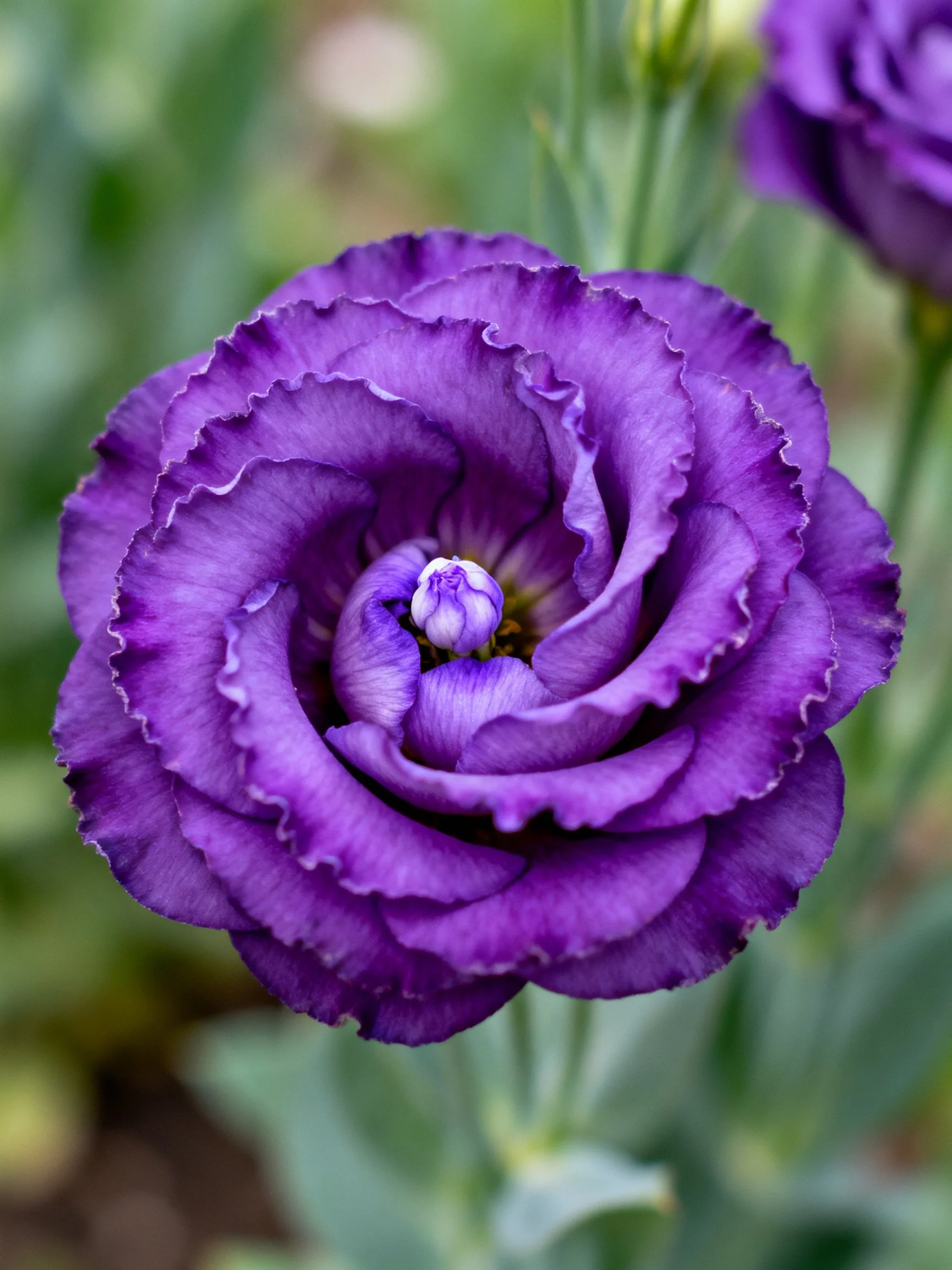 Deep purple layered ruffled petal flower