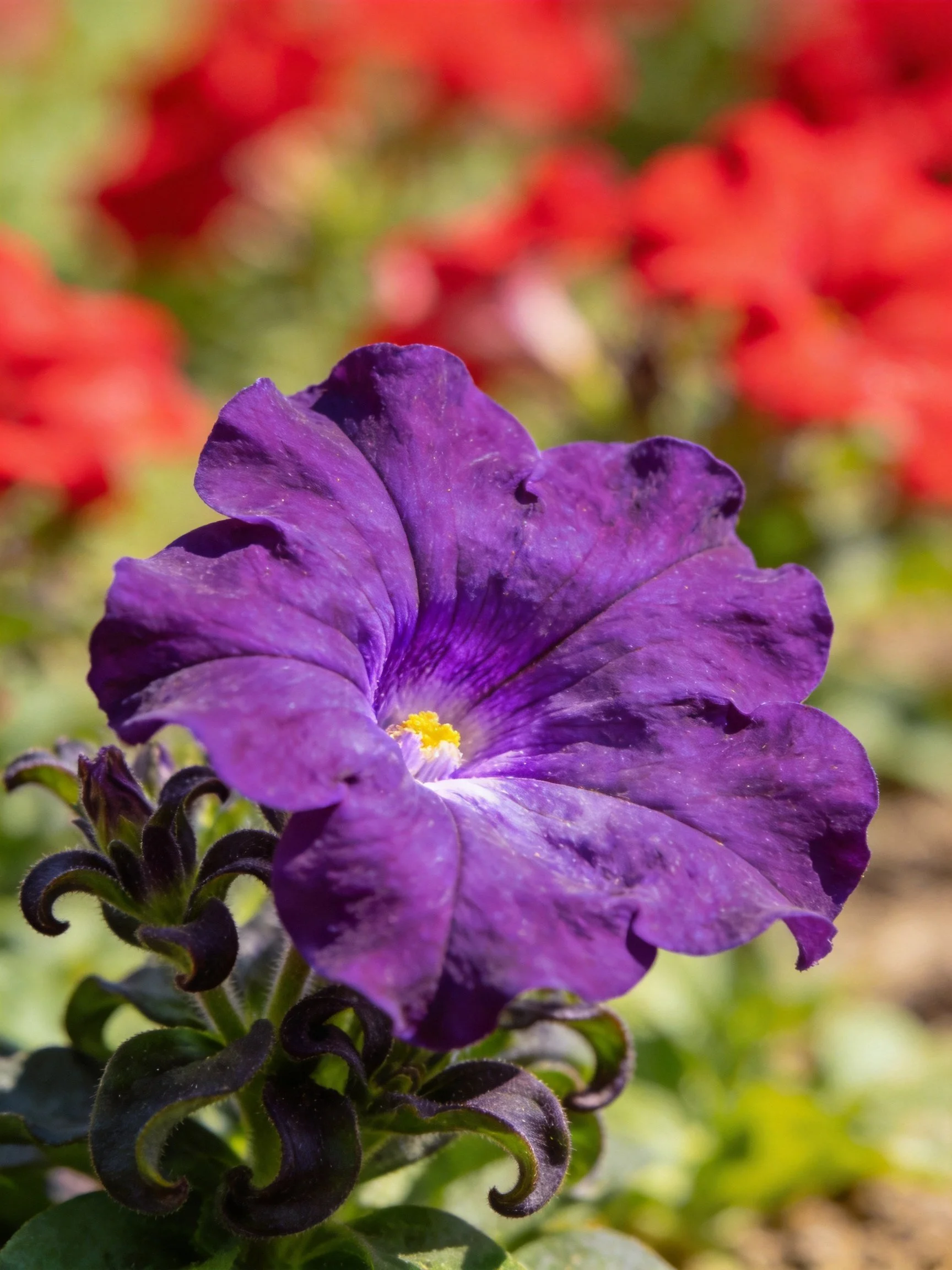 Deep purple petunia with yellow center, red flowers blurred in background