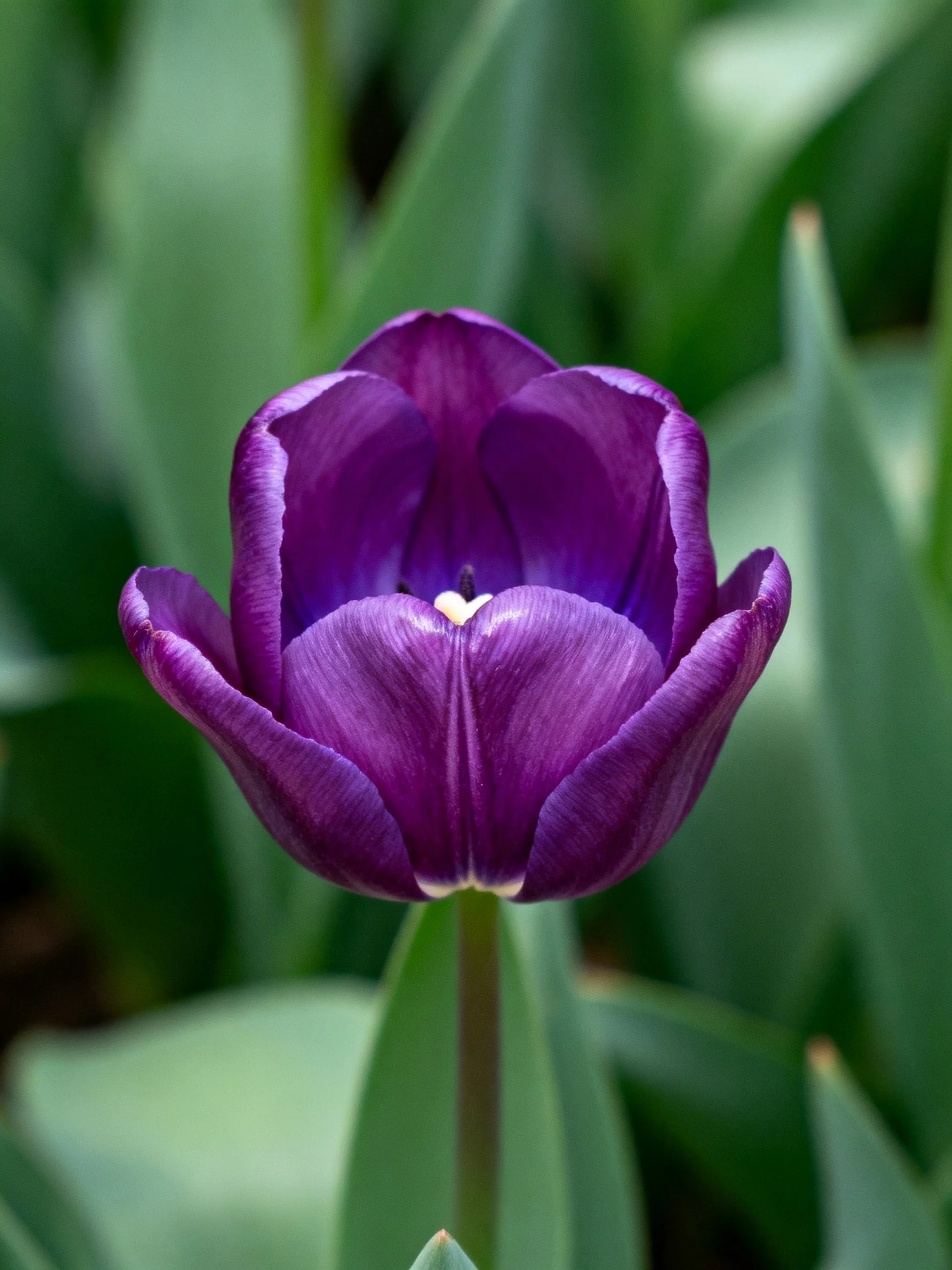 Deep purple tulip centered amid green foliage