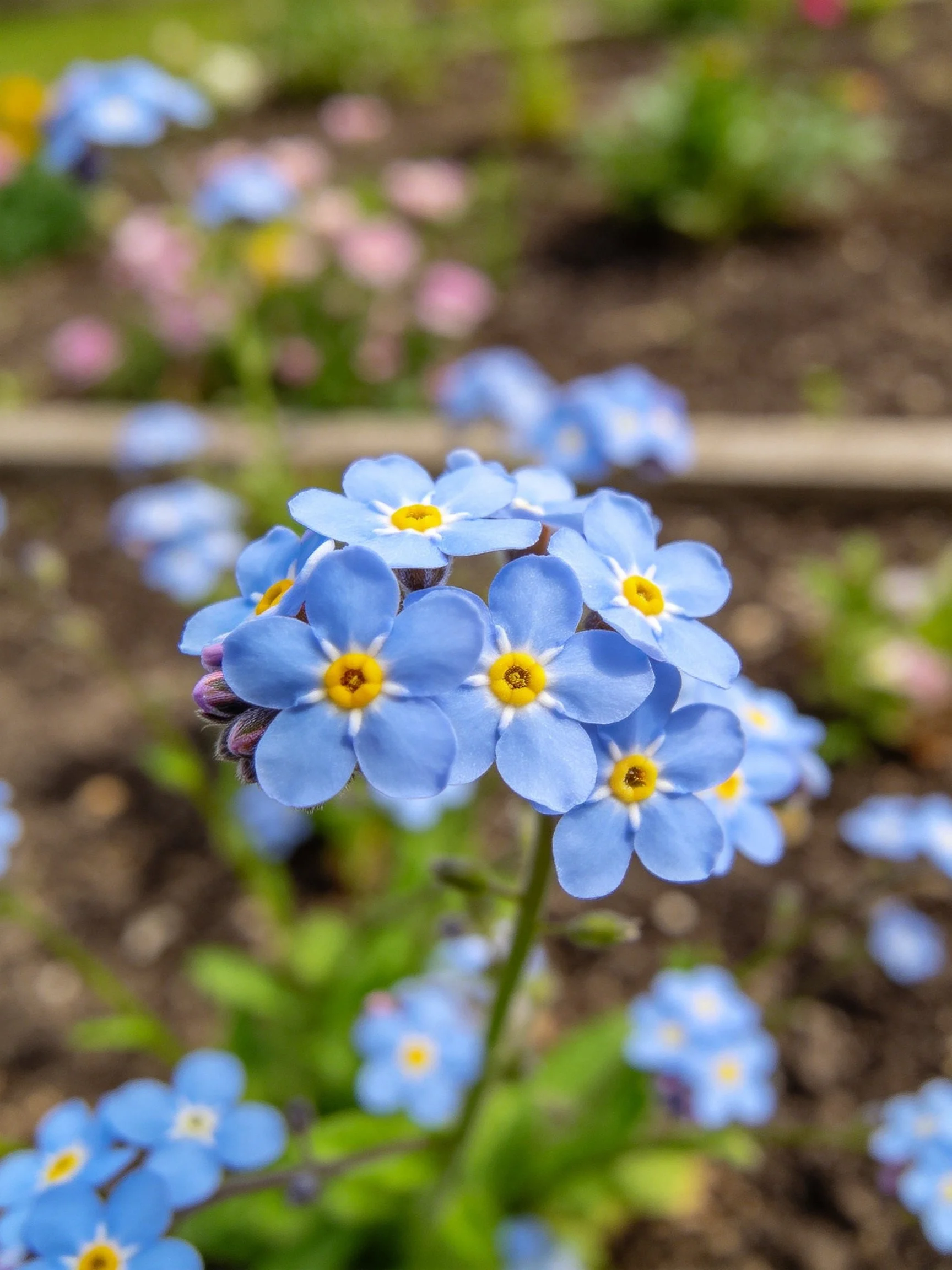 Delicate blue forget-me-not flowers clustered in garden