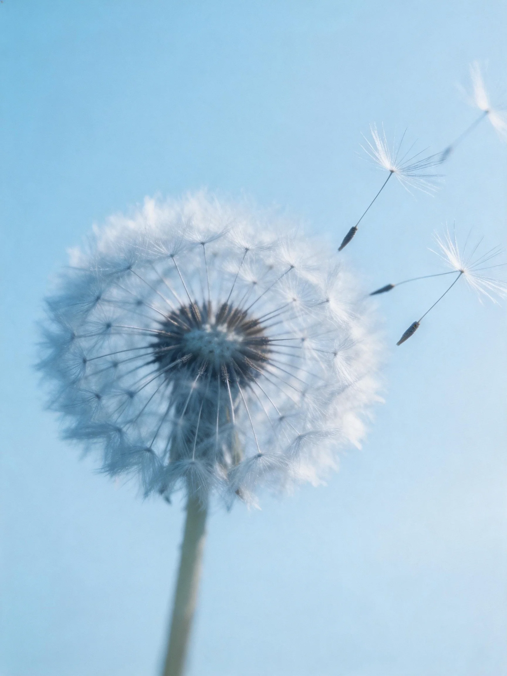 Delicate dandelion seed head with floating seeds